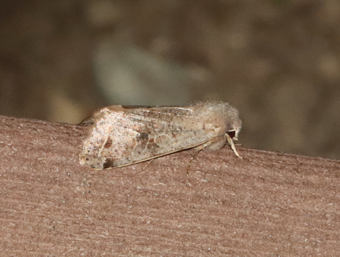 Speckled Green Fruitworm Moth - Orthosia hibisci Habitat: Attracted to a 365 + 395 nm LED light in a semi-rural area<br />
<br />
2022(14) Geotagged,Orthosia,Orthosia hibisci,Spring,United States,fruitworm moth,moth,noctuidae,speckled green fruitworm moth