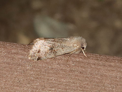Speckled Green Fruitworm Moth - Orthosia hibisci Habitat: Attracted to a 365 + 395 nm LED light in a semi-rural area

2022(14) Geotagged,Orthosia,Orthosia hibisci,Spring,United States,fruitworm moth,moth,noctuidae,speckled green fruitworm moth