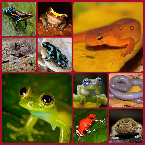 Happy International Amphibian Week! Did you know that the week of May 1-7th has been designated as International Amphibian Week?? The aim is to bring awareness to these amazing creatures and their plight as they face habitat loss, pollution, disease, and ultimately species' decline.

Amphibians include frogs, caecilians, and salamanders. They are fascinating, beautiful, diverse, and have important roles in their ecosystems. Take some time to educate yourself about these incredible creatures! #JungleDragon #amphibianweek2022 #amphibianweek

Check out these links for more information:
https://www.amphibians.org/amphibianweek/
https://www.amphibians.org/who-we-are/why-amphibians/

To see more photos of amphibians:
https://www.jungledragon.com/.../animalia/chordata/amphibia

https://www.facebook.com/jungledragonwildlife
Instagram: @jungledragonwildlife amphibian week