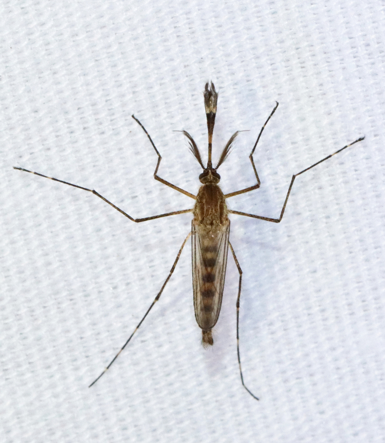Inland Floodwater Mosquito (Male) - Aedes vexans Males don't seek bloodmeals.<br />
<br />
Habitat: Attracted to a light; semi-rural area<br />
<br />
Female:<br />
<figure class="photo"><a href="https://www.jungledragon.com/image/134436/inland_floodwater_mosquito_-_aedes_vexans.html" title="Inland Floodwater Mosquito - Aedes vexans"><img src="https://s3.amazonaws.com/media.jungledragon.com/images/3232/134436_thumb.jpg?AWSAccessKeyId=05GMT0V3GWVNE7GGM1R2&Expires=1769040010&Signature=Ez9dzItMTm7CHtIBe5Fkl4jKlM4%3D" width="200" height="142" alt="Inland Floodwater Mosquito - Aedes vexans Aedes vexans are most easily characterized by their unbanded proboscis, scutum with short brown scales, but no obvious pattern, the pale basal, bilobed bands on the abdominal terga, and the narrow basal bands on the hindtarsomeres.<br />
<br />
Aedes vexans is a known vector of Dirofilaria immitis (dog heartworm).<br />
<br />
Habitat: Attracted to a light; semi-rural area Aedes,Aedes vexans,Geotagged,Inland floodwater mosquito,Spring,United States,mosquito" /></a></figure> Aedes vexans,Geotagged,Inland floodwater mosquito,Spring,United States,aedes,mosquito