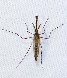 Inland Floodwater Mosquito (Male) - Aedes vexans Males don't seek bloodmeals.

Habitat: Attracted to a light; semi-rural area

Female:
https://www.jungledragon.com/image/134436/inland_floodwater_mosquito_-_aedes_vexans.html Aedes vexans,Geotagged,Inland floodwater mosquito,Spring,United States,aedes,mosquito