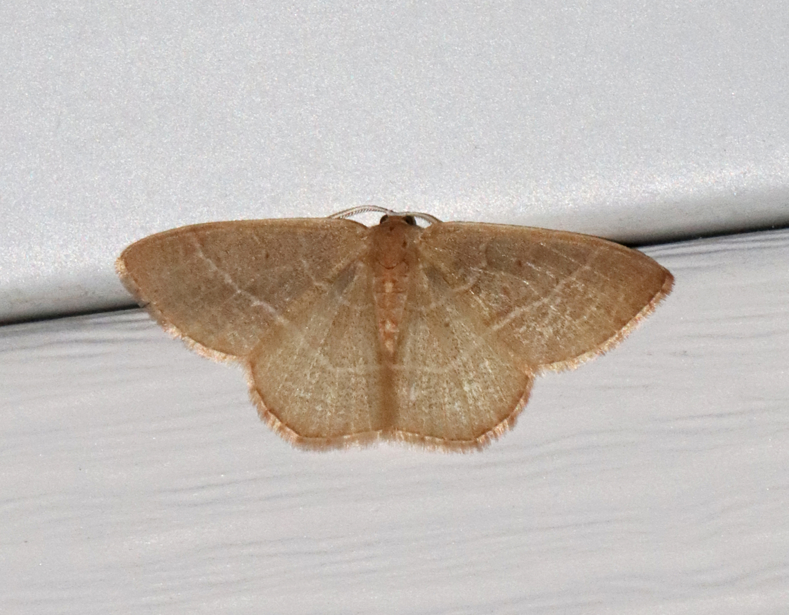 Red-fringed Emerald (Spring Form) - Nemoria bistriaria This emerald moth was a reddish brown color rather than the usual green. This species is green in the summer, but has a spring form, which is described as being light, coffee brown.<br />
<br />
Habitat: Attracted to a 365 + 395 nm LED light in a semi-rural area<br />
<br />
2022(15) Geometridae,Geotagged,Nemoria,Nemoria bistriaria,Red-fringed emerald,Spring,United States,moth