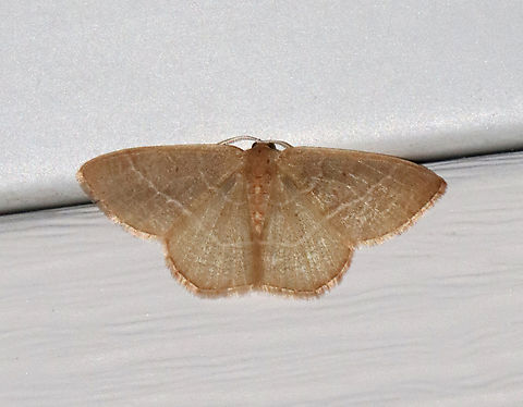 Red-fringed Emerald (Spring Form) - Nemoria bistriaria This emerald moth was a reddish brown color rather than the usual green. This species is green in the summer, but has a spring form, which is described as being light, coffee brown.

Habitat: Attracted to a 365 + 395 nm LED light in a semi-rural area

2022(15) Geometridae,Geotagged,Nemoria,Nemoria bistriaria,Red-fringed emerald,Spring,United States,moth