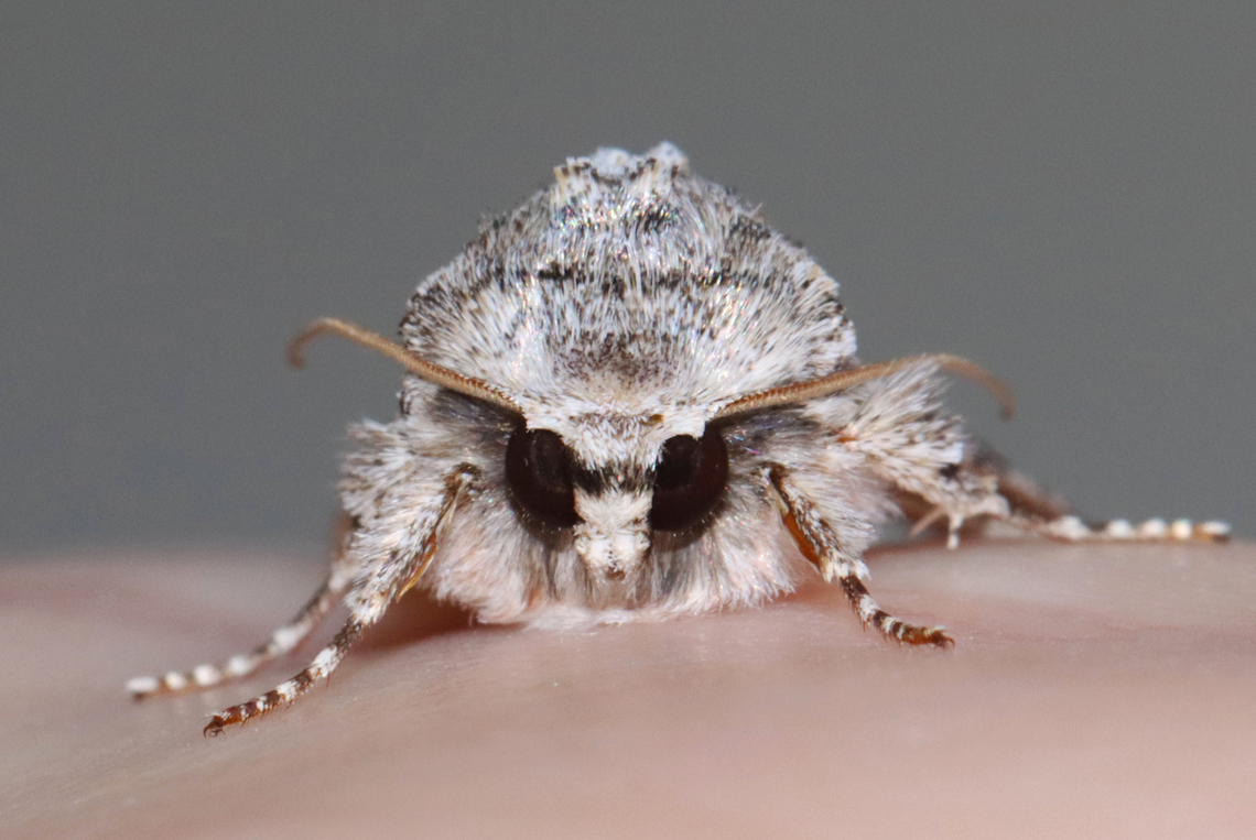 Distinct Quaker - Achatia distincta This moth was warming up in my hand. :)<br />
<br />
Habitat: Attracted to a 365 + 395 nm LED light in a semi-rural area<br />
<br />
2022(d)<br />
<figure class="photo"><a href="https://www.jungledragon.com/image/134555/distinct_quaker_-_achatia_distincta.html" title="Distinct Quaker - Achatia distincta"><img src="https://s3.amazonaws.com/media.jungledragon.com/images/3232/134555_thumb.jpg?AWSAccessKeyId=05GMT0V3GWVNE7GGM1R2&Expires=1767225610&Signature=uyeiG9aOyY7OD16d5H3hmv1raFg%3D" width="200" height="134" alt="Distinct Quaker - Achatia distincta This moth was warming up in my hand. :)<br />
<br />
Habitat: Attracted to a 365 + 395 nm LED light in a semi-rural area<br />
<br />
2022(d)<br />
https://www.jungledragon.com/image/134555/distinct_quaker_-_achatia_distincta.html<br />
https://www.jungledragon.com/image/134557/distinct_quaker_-_achatia_distincta.html<br />
https://www.jungledragon.com/image/134556/distinct_quaker_-_achatia_distincta.html Achatia distincta,Distinct Quaker,Geotagged,Spring,United States" /></a></figure><br />
<figure class="photo"><a href="https://www.jungledragon.com/image/134557/distinct_quaker_-_achatia_distincta.html" title="Distinct Quaker - Achatia distincta"><img src="https://s3.amazonaws.com/media.jungledragon.com/images/3232/134557_thumb.jpg?AWSAccessKeyId=05GMT0V3GWVNE7GGM1R2&Expires=1767225610&Signature=NARmIrb5d8wyl1ONjZJMHQAM6tQ%3D" width="122" height="152" alt="Distinct Quaker - Achatia distincta This moth was warming up in my hand. :)<br />
<br />
Habitat: Attracted to a 365 + 395 nm LED light in a semi-rural area<br />
<br />
2022(d)<br />
https://www.jungledragon.com/image/134555/distinct_quaker_-_achatia_distincta.html<br />
https://www.jungledragon.com/image/134557/distinct_quaker_-_achatia_distincta.html<br />
https://www.jungledragon.com/image/134556/distinct_quaker_-_achatia_distincta.html Achatia,Achatia distincta,Distinct Quaker,Geotagged,Noctuidae,Spring,United States,moth" /></a></figure><br />
<figure class="photo"><a href="https://www.jungledragon.com/image/134556/distinct_quaker_-_achatia_distincta.html" title="Distinct Quaker - Achatia distincta"><img src="https://s3.amazonaws.com/media.jungledragon.com/images/3232/134556_thumb.jpg?AWSAccessKeyId=05GMT0V3GWVNE7GGM1R2&Expires=1767225610&Signature=9zvq61ZZdIjTze1ks%2FNPhvuq24w%3D" width="200" height="150" alt="Distinct Quaker - Achatia distincta This moth was warming up in my hand. :)<br />
<br />
Habitat: Attracted to a 365 + 395 nm LED light in a semi-rural area<br />
<br />
2022(d)<br />
https://www.jungledragon.com/image/134555/distinct_quaker_-_achatia_distincta.html<br />
https://www.jungledragon.com/image/134557/distinct_quaker_-_achatia_distincta.html<br />
https://www.jungledragon.com/image/134556/distinct_quaker_-_achatia_distincta.html Achatia distincta,Distinct Quaker,Geotagged,Spring,United States" /></a></figure> Achatia distincta,Distinct Quaker,Geotagged,Spring,United States