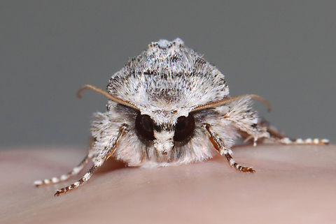 Distinct Quaker - Achatia distincta This moth was warming up in my hand. :)

Habitat: Attracted to a 365 + 395 nm LED light in a semi-rural area

2022(d)
https://www.jungledragon.com/image/134555/distinct_quaker_-_achatia_distincta.html
https://www.jungledragon.com/image/134557/distinct_quaker_-_achatia_distincta.html
https://www.jungledragon.com/image/134556/distinct_quaker_-_achatia_distincta.html Achatia distincta,Distinct Quaker,Geotagged,Spring,United States