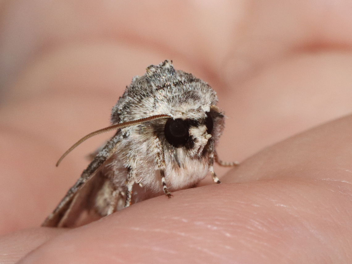Distinct Quaker - Achatia distincta This moth was warming up in my hand. :)<br />
<br />
Habitat: Attracted to a 365 + 395 nm LED light in a semi-rural area<br />
<br />
2022(d)<br />
<figure class="photo"><a href="https://www.jungledragon.com/image/134555/distinct_quaker_-_achatia_distincta.html" title="Distinct Quaker - Achatia distincta"><img src="https://s3.amazonaws.com/media.jungledragon.com/images/3232/134555_thumb.jpg?AWSAccessKeyId=05GMT0V3GWVNE7GGM1R2&Expires=1769040010&Signature=3w2vYcOrGWpyHM7k8z2j80uUfIE%3D" width="200" height="134" alt="Distinct Quaker - Achatia distincta This moth was warming up in my hand. :)<br />
<br />
Habitat: Attracted to a 365 + 395 nm LED light in a semi-rural area<br />
<br />
2022(d)<br />
https://www.jungledragon.com/image/134555/distinct_quaker_-_achatia_distincta.html<br />
https://www.jungledragon.com/image/134557/distinct_quaker_-_achatia_distincta.html<br />
https://www.jungledragon.com/image/134556/distinct_quaker_-_achatia_distincta.html Achatia distincta,Distinct Quaker,Geotagged,Spring,United States" /></a></figure><br />
<figure class="photo"><a href="https://www.jungledragon.com/image/134557/distinct_quaker_-_achatia_distincta.html" title="Distinct Quaker - Achatia distincta"><img src="https://s3.amazonaws.com/media.jungledragon.com/images/3232/134557_thumb.jpg?AWSAccessKeyId=05GMT0V3GWVNE7GGM1R2&Expires=1769040010&Signature=T7uwGzzok1B58DRPE4ctivrEAug%3D" width="122" height="152" alt="Distinct Quaker - Achatia distincta This moth was warming up in my hand. :)<br />
<br />
Habitat: Attracted to a 365 + 395 nm LED light in a semi-rural area<br />
<br />
2022(d)<br />
https://www.jungledragon.com/image/134555/distinct_quaker_-_achatia_distincta.html<br />
https://www.jungledragon.com/image/134557/distinct_quaker_-_achatia_distincta.html<br />
https://www.jungledragon.com/image/134556/distinct_quaker_-_achatia_distincta.html Achatia,Achatia distincta,Distinct Quaker,Geotagged,Noctuidae,Spring,United States,moth" /></a></figure><br />
<figure class="photo"><a href="https://www.jungledragon.com/image/134556/distinct_quaker_-_achatia_distincta.html" title="Distinct Quaker - Achatia distincta"><img src="https://s3.amazonaws.com/media.jungledragon.com/images/3232/134556_thumb.jpg?AWSAccessKeyId=05GMT0V3GWVNE7GGM1R2&Expires=1769040010&Signature=pkwObR6rBR%2BB%2BQIkjWY3bPv0I5A%3D" width="200" height="150" alt="Distinct Quaker - Achatia distincta This moth was warming up in my hand. :)<br />
<br />
Habitat: Attracted to a 365 + 395 nm LED light in a semi-rural area<br />
<br />
2022(d)<br />
https://www.jungledragon.com/image/134555/distinct_quaker_-_achatia_distincta.html<br />
https://www.jungledragon.com/image/134557/distinct_quaker_-_achatia_distincta.html<br />
https://www.jungledragon.com/image/134556/distinct_quaker_-_achatia_distincta.html Achatia distincta,Distinct Quaker,Geotagged,Spring,United States" /></a></figure> Achatia distincta,Distinct Quaker,Geotagged,Spring,United States