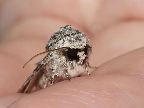 Distinct Quaker - Achatia distincta This moth was warming up in my hand. :)

Habitat: Attracted to a 365 + 395 nm LED light in a semi-rural area

2022(d)
https://www.jungledragon.com/image/134555/distinct_quaker_-_achatia_distincta.html
https://www.jungledragon.com/image/134557/distinct_quaker_-_achatia_distincta.html
https://www.jungledragon.com/image/134556/distinct_quaker_-_achatia_distincta.html Achatia distincta,Distinct Quaker,Geotagged,Spring,United States