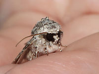 Distinct Quaker - Achatia distincta This moth was warming up in my hand. :)<br />
<br />
Habitat: Attracted to a 365 + 395 nm LED light in a semi-rural area<br />
<br />
2022(d)<br />
https://www.jungledragon.com/image/134555/distinct_quaker_-_achatia_distincta.html<br />
https://www.jungledragon.com/image/134557/distinct_quaker_-_achatia_distincta.html<br />
https://www.jungledragon.com/image/134556/distinct_quaker_-_achatia_distincta.html Achatia distincta,Distinct Quaker,Geotagged,Spring,United States