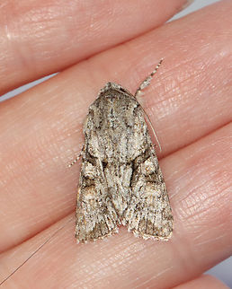 Distinct Quaker - Achatia distincta This moth was warming up in my hand. :)

Habitat: Attracted to a 365 + 395 nm LED light in a semi-rural area

2022(d)
https://www.jungledragon.com/image/134555/distinct_quaker_-_achatia_distincta.html
https://www.jungledragon.com/image/134557/distinct_quaker_-_achatia_distincta.html
https://www.jungledragon.com/image/134556/distinct_quaker_-_achatia_distincta.html Achatia,Achatia distincta,Distinct Quaker,Geotagged,Noctuidae,Spring,United States,moth