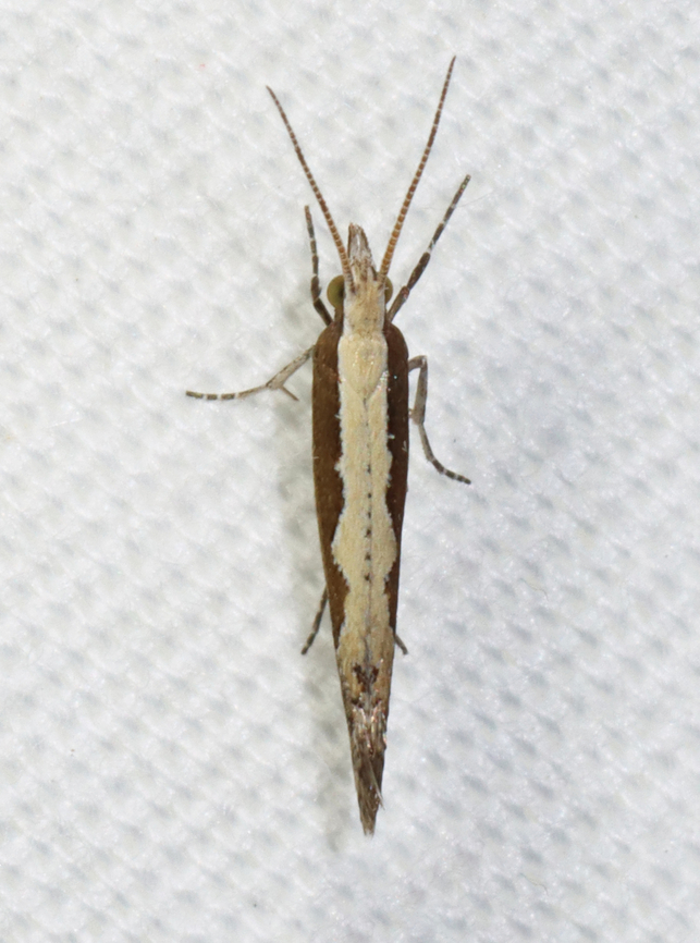 Diamondback moth - Plutella xylostella Habitat: Attracted to a 365 + 395 nm LED light in a semi-rural area<br />
<br />
2022(16) Diamondback moth,Geotagged,Plutella xylostella,Plutellidae,Spring,United States,cabbage moth,moth,plutella