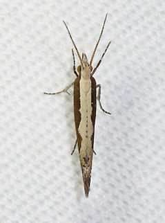 Diamondback moth - Plutella xylostella Habitat: Attracted to a 365 + 395 nm LED light in a semi-rural area

2022(16) Diamondback moth,Geotagged,Plutella xylostella,Plutellidae,Spring,United States,cabbage moth,moth,plutella