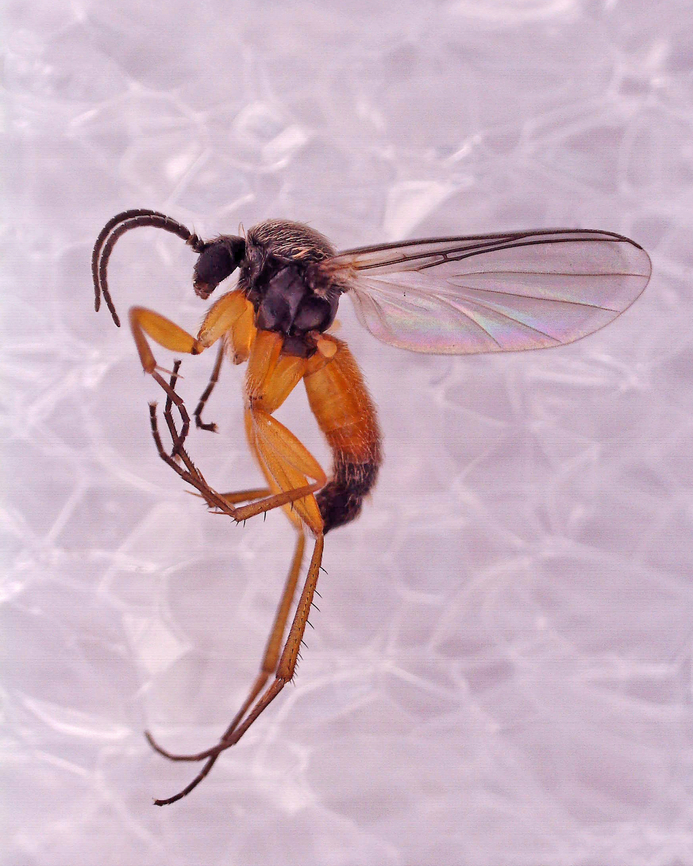 Fungus Gnat - Docosia sp. I collected a couple specimens of this fly as they are really hard to ID. This photo was taken under a microscope. The background is just foam board. I like to use it under the scope when looking at tiny insects because the texture of the foam makes it easier to manipulate the insects.<br />
<br />
Habitat: Attracted to a light; semi-rural area<br />
<figure class="photo"><a href="https://www.jungledragon.com/image/134438/fungus_gnat_-_docosia_sp.html" title="Fungus Gnat - Docosia sp."><img src="https://s3.amazonaws.com/media.jungledragon.com/images/3232/134438_thumb.jpg?AWSAccessKeyId=05GMT0V3GWVNE7GGM1R2&Expires=1759968010&Signature=JLRhtvS6sYwacnEUJOudPm2b%2F%2BA%3D" width="122" height="152" alt="Fungus Gnat - Docosia sp. Habitat: Attracted to a light; semi-rural area<br />
https://www.jungledragon.com/image/134569/fungus_gnat_-_docosia_sp.html Docosia,Geotagged,Mycetophilidae,Spring,United States,diptera,fly,fungus gnat,gnat" /></a></figure> Docosia,Geotagged,United States,fungus gnat,gnat