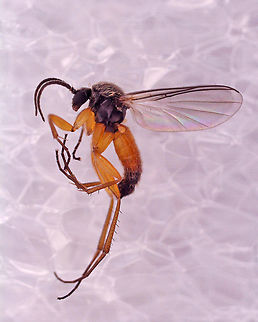 Fungus Gnat - Docosia sp. I collected a couple specimens of this fly as they are really hard to ID. This photo was taken under a microscope. The background is just foam board. I like to use it under the scope when looking at tiny insects because the texture of the foam makes it easier to manipulate the insects.

Habitat: Attracted to a light; semi-rural area
https://www.jungledragon.com/image/134438/tiny_midge_-_diptera.html Docosia,Geotagged,United States,fungus gnat,gnat