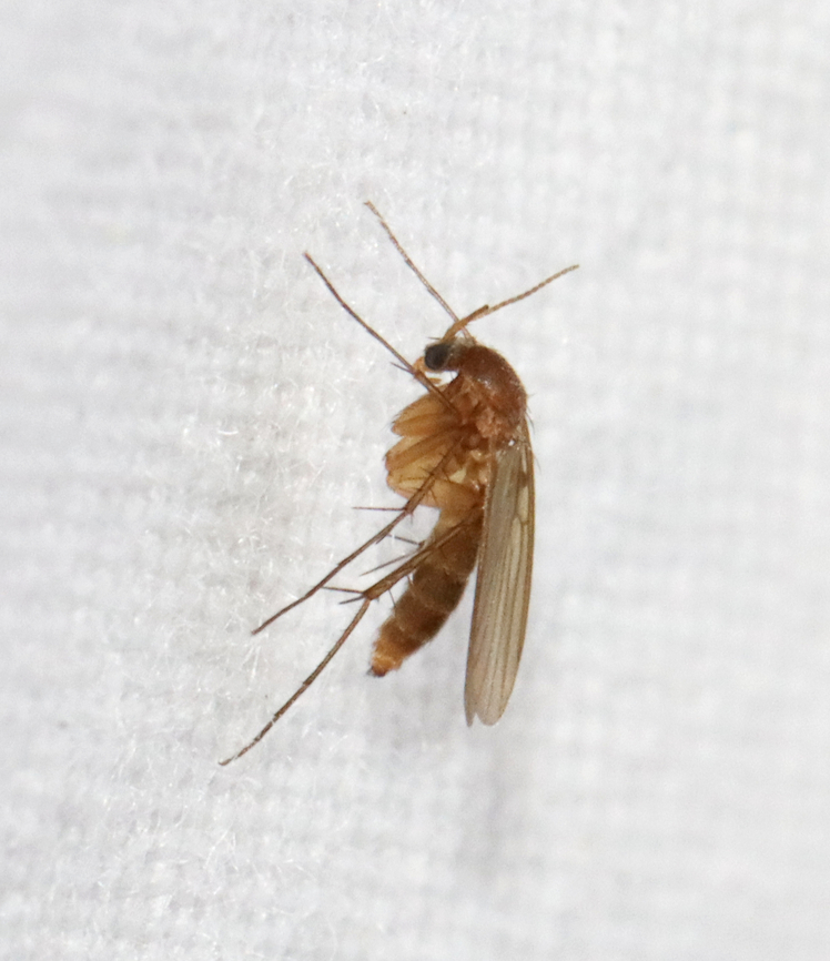 Fungus Gnat - Family Mycetophilidae Habitat: Attracted to a 365 + 395 nm LED light in a semi-rural area Geotagged,Mycetophilidae,Spring,United States,diptera,fly,fungus gnat,gnat