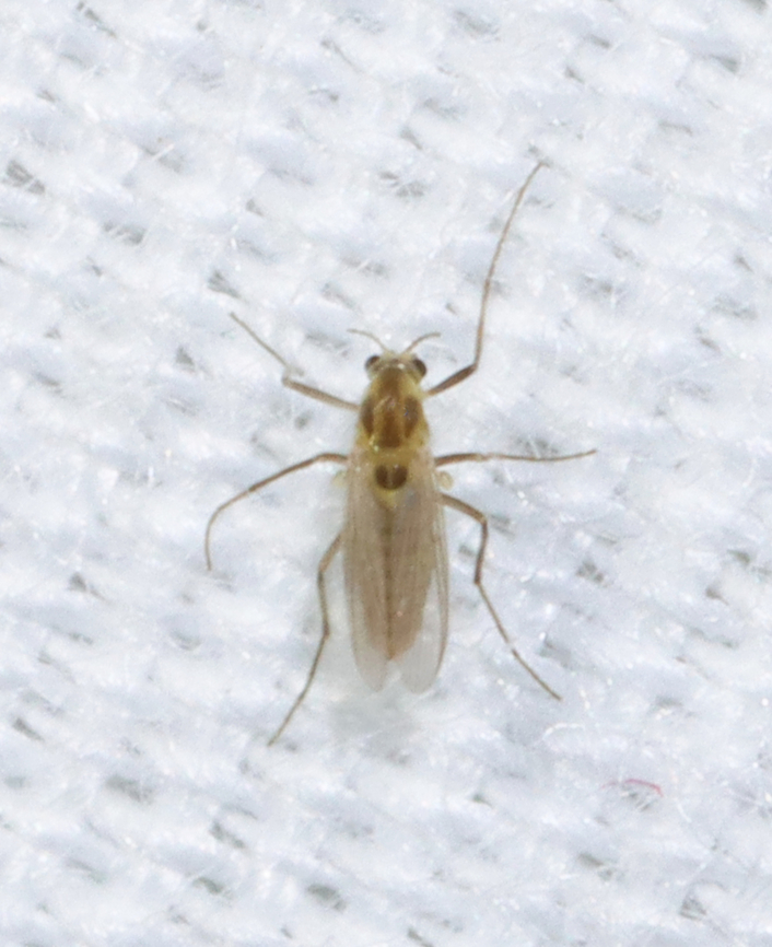 Midge - Chironomidae, Cricotopus sp. Habitat: Attracted to a 365 + 395 nm LED light in a semi-rural area Chironomidae,Cricotopus,Geotagged,Spring,United States,diptera,fly,midge