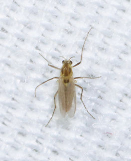 Midge - Chironomidae, Cricotopus sp. Habitat: Attracted to a 365 + 395 nm LED light in a semi-rural area Chironomidae,Cricotopus,Geotagged,Spring,United States,diptera,fly,midge