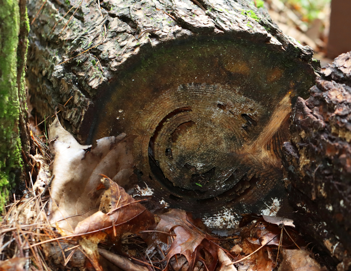 Carpenter (Camponotus sp.) Ant Sign This pine tree had been cut down and you could see the carpenter ant galleries in the cross-section.<br />
<br />
Habitat: Mixed forest Geotagged,Summer,United States,ant,camponotus,carpenter ant,signs of wildlife