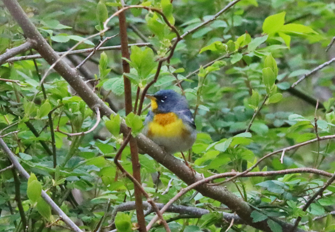Northern Parula - Setophaga americana A first for me!<br />
<br />
Habitat: Deciduous forest<br />
<figure class="photo"><a href="https://www.jungledragon.com/image/134656/northern_parula_-_setophaga_americana.html" title="Northern Parula - Setophaga americana"><img src="https://s3.amazonaws.com/media.jungledragon.com/images/3232/134656_thumb.jpg?AWSAccessKeyId=05GMT0V3GWVNE7GGM1R2&Expires=1770854410&Signature=pI3oFXZTxMwbS3KIBhYnhHnag70%3D" width="200" height="158" alt="Northern Parula - Setophaga americana A first for me!<br />
<br />
Habitat: Deciduous forest<br />
https://www.jungledragon.com/image/134655/northern_parula_-_setophaga_americana.html Geotagged,Northern parula,Setophaga americana,Spring,United States" /></a></figure> Geotagged,Northern parula,Setophaga,Setophaga americana,Spring,United States,parula