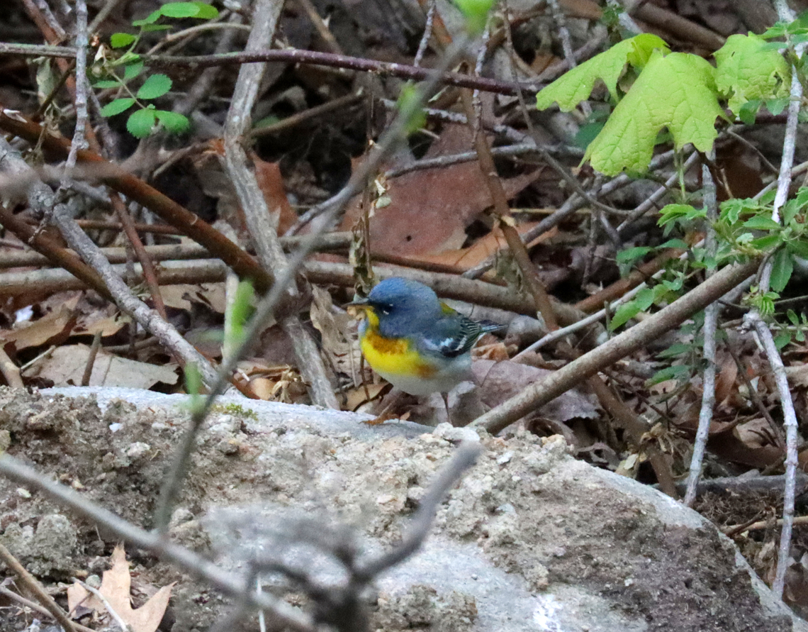 Northern Parula - Setophaga americana A first for me!<br />
<br />
Habitat: Deciduous forest<br />
<figure class="photo"><a href="https://www.jungledragon.com/image/134655/northern_parula_-_setophaga_americana.html" title="Northern Parula - Setophaga americana"><img src="https://s3.amazonaws.com/media.jungledragon.com/images/3232/134655_thumb.jpg?AWSAccessKeyId=05GMT0V3GWVNE7GGM1R2&Expires=1759968010&Signature=elnJ1RZPmqCv38Q2AkhS33FTB2k%3D" width="200" height="140" alt="Northern Parula - Setophaga americana A first for me!<br />
<br />
Habitat: Deciduous forest<br />
https://www.jungledragon.com/image/134656/northern_parula_-_setophaga_americana.html Geotagged,Northern parula,Setophaga,Setophaga americana,Spring,United States,parula" /></a></figure> Geotagged,Northern parula,Setophaga americana,Spring,United States