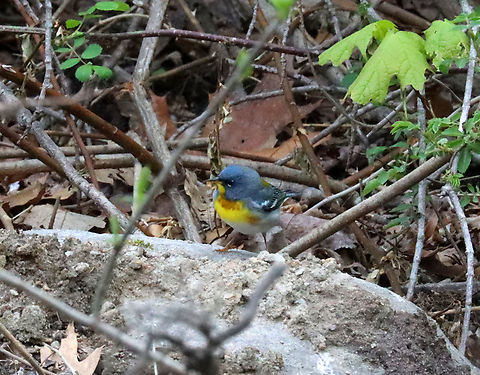Northern Parula - Setophaga americana A first for me!

Habitat: Deciduous forest
https://www.jungledragon.com/image/134655/northern_parula_-_setophaga_americana.html Geotagged,Northern parula,Setophaga americana,Spring,United States