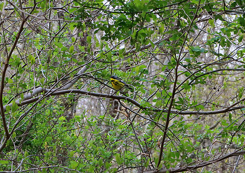 Magnolia Warbler - Setophaga magnolia Another first for me :)

Habitat: Deciduous forest Geotagged,Magnolia warbler,Setophaga,Setophaga magnolia,Spring,United States,warbler