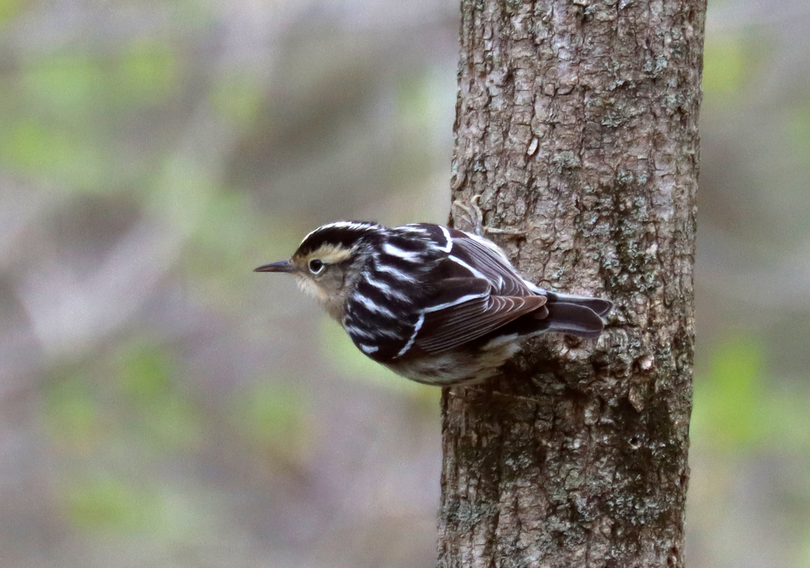 Black and White Warbler - Mniotilta varia I've never seen this species before, but today I saw several.<br />
<br />
Habitat: Deciduous forest<br />
<figure class="photo"><a href="https://www.jungledragon.com/image/134666/black_and_white_warbler_-_mniotilta_varia.html" title="Black and White Warbler - Mniotilta varia"><img src="https://s3.amazonaws.com/media.jungledragon.com/images/3232/134666_thumb.jpg?AWSAccessKeyId=05GMT0V3GWVNE7GGM1R2&Expires=1769040010&Signature=2lwMrNJ4JI0Exo3iWAeDXSyO6fk%3D" width="200" height="142" alt="Black and White Warbler - Mniotilta varia I've never seen this species before, but today I saw several.<br />
<br />
Habitat: Deciduous forest<br />
https://www.jungledragon.com/image/134666/black_and_white_warbler_-_mniotilta_varia.html<br />
https://www.jungledragon.com/image/134668/black_and_white_warbler_-_mniotilta_varia.html<br />
https://www.jungledragon.com/image/134667/black_and_white_warbler_-_mniotilta_varia.html Black-and-white warbler,Geotagged,Mniotilta varia,Spring,United States" /></a></figure><br />
<figure class="photo"><a href="https://www.jungledragon.com/image/134668/black_and_white_warbler_-_mniotilta_varia.html" title="Black and White Warbler - Mniotilta varia"><img src="https://s3.amazonaws.com/media.jungledragon.com/images/3232/134668_thumb.jpg?AWSAccessKeyId=05GMT0V3GWVNE7GGM1R2&Expires=1769040010&Signature=t%2F1RY2Pt2QADKGH9M0bAiMDac6g%3D" width="200" height="142" alt="Black and White Warbler - Mniotilta varia I've never seen this species before, but today I saw several.<br />
<br />
Habitat: Deciduous forest<br />
https://www.jungledragon.com/image/134666/black_and_white_warbler_-_mniotilta_varia.html<br />
https://www.jungledragon.com/image/134668/black_and_white_warbler_-_mniotilta_varia.html<br />
https://www.jungledragon.com/image/134667/black_and_white_warbler_-_mniotilta_varia.html Black-and-white warbler,Geotagged,Mniotilta,Mniotilta varia,Spring,United States,warbler" /></a></figure><br />
<figure class="photo"><a href="https://www.jungledragon.com/image/134667/black_and_white_warbler_-_mniotilta_varia.html" title="Black and White Warbler - Mniotilta varia"><img src="https://s3.amazonaws.com/media.jungledragon.com/images/3232/134667_thumb.jpg?AWSAccessKeyId=05GMT0V3GWVNE7GGM1R2&Expires=1769040010&Signature=PRqmme4Ni9LSh7FBjwl1JcVCELs%3D" width="128" height="152" alt="Black and White Warbler - Mniotilta varia I've never seen this species before, but today I saw several.<br />
<br />
Habitat: Deciduous forest<br />
https://www.jungledragon.com/image/134666/black_and_white_warbler_-_mniotilta_varia.html<br />
https://www.jungledragon.com/image/134668/black_and_white_warbler_-_mniotilta_varia.html<br />
https://www.jungledragon.com/image/134667/black_and_white_warbler_-_mniotilta_varia.html Black-and-white warbler,Geotagged,Mniotilta varia,Spring,United States" /></a></figure> Black-and-white warbler,Geotagged,Mniotilta varia,Spring,United States