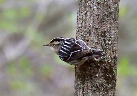 Black and White Warbler - Mniotilta varia I've never seen this species before, but today I saw several.

Habitat: Deciduous forest
https://www.jungledragon.com/image/134666/black_and_white_warbler_-_mniotilta_varia.html
https://www.jungledragon.com/image/134668/black_and_white_warbler_-_mniotilta_varia.html
https://www.jungledragon.com/image/134667/black_and_white_warbler_-_mniotilta_varia.html Black-and-white warbler,Geotagged,Mniotilta varia,Spring,United States