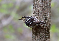 Black and White Warbler - Mniotilta varia I've never seen this species before, but today I saw several.<br />
<br />
Habitat: Deciduous forest<br />
https://www.jungledragon.com/image/134666/black_and_white_warbler_-_mniotilta_varia.html<br />
https://www.jungledragon.com/image/134668/black_and_white_warbler_-_mniotilta_varia.html<br />
https://www.jungledragon.com/image/134667/black_and_white_warbler_-_mniotilta_varia.html Black-and-white warbler,Geotagged,Mniotilta varia,Spring,United States