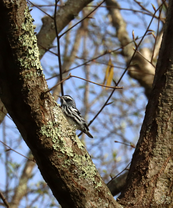 Black and White Warbler - Mniotilta varia I've never seen this species before, but today I saw several.<br />
<br />
Habitat: Deciduous forest<br />
<figure class="photo"><a href="https://www.jungledragon.com/image/134666/black_and_white_warbler_-_mniotilta_varia.html" title="Black and White Warbler - Mniotilta varia"><img src="https://s3.amazonaws.com/media.jungledragon.com/images/3232/134666_thumb.jpg?AWSAccessKeyId=05GMT0V3GWVNE7GGM1R2&Expires=1769040010&Signature=2lwMrNJ4JI0Exo3iWAeDXSyO6fk%3D" width="200" height="142" alt="Black and White Warbler - Mniotilta varia I've never seen this species before, but today I saw several.<br />
<br />
Habitat: Deciduous forest<br />
https://www.jungledragon.com/image/134666/black_and_white_warbler_-_mniotilta_varia.html<br />
https://www.jungledragon.com/image/134668/black_and_white_warbler_-_mniotilta_varia.html<br />
https://www.jungledragon.com/image/134667/black_and_white_warbler_-_mniotilta_varia.html Black-and-white warbler,Geotagged,Mniotilta varia,Spring,United States" /></a></figure><br />
<figure class="photo"><a href="https://www.jungledragon.com/image/134668/black_and_white_warbler_-_mniotilta_varia.html" title="Black and White Warbler - Mniotilta varia"><img src="https://s3.amazonaws.com/media.jungledragon.com/images/3232/134668_thumb.jpg?AWSAccessKeyId=05GMT0V3GWVNE7GGM1R2&Expires=1769040010&Signature=t%2F1RY2Pt2QADKGH9M0bAiMDac6g%3D" width="200" height="142" alt="Black and White Warbler - Mniotilta varia I've never seen this species before, but today I saw several.<br />
<br />
Habitat: Deciduous forest<br />
https://www.jungledragon.com/image/134666/black_and_white_warbler_-_mniotilta_varia.html<br />
https://www.jungledragon.com/image/134668/black_and_white_warbler_-_mniotilta_varia.html<br />
https://www.jungledragon.com/image/134667/black_and_white_warbler_-_mniotilta_varia.html Black-and-white warbler,Geotagged,Mniotilta,Mniotilta varia,Spring,United States,warbler" /></a></figure><br />
<figure class="photo"><a href="https://www.jungledragon.com/image/134667/black_and_white_warbler_-_mniotilta_varia.html" title="Black and White Warbler - Mniotilta varia"><img src="https://s3.amazonaws.com/media.jungledragon.com/images/3232/134667_thumb.jpg?AWSAccessKeyId=05GMT0V3GWVNE7GGM1R2&Expires=1769040010&Signature=PRqmme4Ni9LSh7FBjwl1JcVCELs%3D" width="128" height="152" alt="Black and White Warbler - Mniotilta varia I've never seen this species before, but today I saw several.<br />
<br />
Habitat: Deciduous forest<br />
https://www.jungledragon.com/image/134666/black_and_white_warbler_-_mniotilta_varia.html<br />
https://www.jungledragon.com/image/134668/black_and_white_warbler_-_mniotilta_varia.html<br />
https://www.jungledragon.com/image/134667/black_and_white_warbler_-_mniotilta_varia.html Black-and-white warbler,Geotagged,Mniotilta varia,Spring,United States" /></a></figure> Black-and-white warbler,Geotagged,Mniotilta varia,Spring,United States