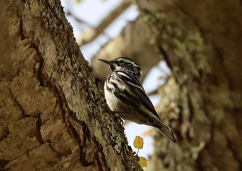 Black and White Warbler - Mniotilta varia I've never seen this species before, but today I saw several.

Habitat: Deciduous forest
https://www.jungledragon.com/image/134666/black_and_white_warbler_-_mniotilta_varia.html
https://www.jungledragon.com/image/134668/black_and_white_warbler_-_mniotilta_varia.html
https://www.jungledragon.com/image/134667/black_and_white_warbler_-_mniotilta_varia.html Black-and-white warbler,Geotagged,Mniotilta,Mniotilta varia,Spring,United States,warbler