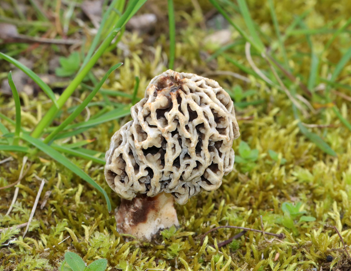 Morel - Morchella americana *Tentative ID: Morchella americana<br />
<br />
Habitat: Growing in a shady, mossy area under deciduous trees. There were 25-50+ morels growing in the area.<br />
<figure class="photo"><a href="https://www.jungledragon.com/image/134752/morel_-_morchella_sp._morchella_americana.html" title="Morel - Morchella sp., Morchella americana"><img src="https://s3.amazonaws.com/media.jungledragon.com/images/3232/134752_thumb.jpg?AWSAccessKeyId=05GMT0V3GWVNE7GGM1R2&Expires=1767225610&Signature=T7I81d3WPaQqYwX%2FiWJs3DYeBFk%3D" width="200" height="138" alt="Morel - Morchella sp., Morchella americana *Tentative ID: Morchella americana<br />
<br />
Habitat: Growing in a shady, mossy area under deciduous trees. There were 25-50+ morels growing in the area.<br />
https://www.jungledragon.com/image/134752/morel_-_morchella_sp.html<br />
https://www.jungledragon.com/image/134751/morel_-_morchella_sp.html<br />
https://www.jungledragon.com/image/134750/morel_-_morchella_sp.html<br />
https://www.jungledragon.com/image/134749/morel_-_morchella_sp.html<br />
https://www.jungledragon.com/image/134748/morel_-_morchella_sp.html Geotagged,Morchella americana,Spring,United States,White Morel" /></a></figure><br />
<figure class="photo"><a href="https://www.jungledragon.com/image/134751/morel_-_morchella_americana.html" title="Morel - Morchella americana"><img src="https://s3.amazonaws.com/media.jungledragon.com/images/3232/134751_thumb.jpg?AWSAccessKeyId=05GMT0V3GWVNE7GGM1R2&Expires=1767225610&Signature=SgLKkNrf7o7GArwLV7omTnPyhrs%3D" width="108" height="152" alt="Morel - Morchella americana *Tentative ID: Morchella americana<br />
<br />
Habitat: Growing in a shady, mossy area under deciduous trees. There were 25-50+ morels growing in the area.<br />
https://www.jungledragon.com/image/134752/morel_-_morchella_sp.html<br />
https://www.jungledragon.com/image/134751/morel_-_morchella_sp.html<br />
https://www.jungledragon.com/image/134750/morel_-_morchella_sp.html<br />
https://www.jungledragon.com/image/134749/morel_-_morchella_sp.html<br />
https://www.jungledragon.com/image/134748/morel_-_morchella_sp.html Geotagged,Morchella americana,Spring,United States,White Morel" /></a></figure><br />
<figure class="photo"><a href="https://www.jungledragon.com/image/134750/morel_-_morchella_americana.html" title="Morel - Morchella americana"><img src="https://s3.amazonaws.com/media.jungledragon.com/images/3232/134750_thumb.jpg?AWSAccessKeyId=05GMT0V3GWVNE7GGM1R2&Expires=1767225610&Signature=%2BhsUZRr93Egadg31AGpQZ%2FC9ObQ%3D" width="108" height="152" alt="Morel - Morchella americana *Tentative ID: Morchella americana<br />
<br />
Habitat: Growing in a shady, mossy area under deciduous trees. There were 25-50+ morels growing in the area.<br />
https://www.jungledragon.com/image/134752/morel_-_morchella_sp.html<br />
https://www.jungledragon.com/image/134751/morel_-_morchella_sp.html<br />
https://www.jungledragon.com/image/134750/morel_-_morchella_sp.html<br />
https://www.jungledragon.com/image/134749/morel_-_morchella_sp.html<br />
https://www.jungledragon.com/image/134748/morel_-_morchella_sp.html Geotagged,Morchella americana,Spring,United States,White Morel" /></a></figure><br />
<figure class="photo"><a href="https://www.jungledragon.com/image/134749/morel_-_morchella_americana.html" title="Morel - Morchella americana"><img src="https://s3.amazonaws.com/media.jungledragon.com/images/3232/134749_thumb.jpg?AWSAccessKeyId=05GMT0V3GWVNE7GGM1R2&Expires=1767225610&Signature=QCHqkdV3Y8eLQfU9eyptTIohP1c%3D" width="200" height="160" alt="Morel - Morchella americana *Tentative ID: Morchella americana<br />
<br />
Habitat: Growing in a shady, mossy area under deciduous trees. There were 25-50+ morels growing in the area.<br />
https://www.jungledragon.com/image/134752/morel_-_morchella_sp.html<br />
https://www.jungledragon.com/image/134751/morel_-_morchella_sp.html<br />
https://www.jungledragon.com/image/134750/morel_-_morchella_sp.html<br />
https://www.jungledragon.com/image/134749/morel_-_morchella_sp.html<br />
https://www.jungledragon.com/image/134748/morel_-_morchella_sp.html Geotagged,Morchella americana,Spring,United States,White Morel" /></a></figure><br />
<figure class="photo"><a href="https://www.jungledragon.com/image/134748/morel_-_morchella_americana.html" title="Morel - Morchella americana"><img src="https://s3.amazonaws.com/media.jungledragon.com/images/3232/134748_thumb.jpg?AWSAccessKeyId=05GMT0V3GWVNE7GGM1R2&Expires=1767225610&Signature=hQAimLksU6Lry3hwfbtTNdvfbjY%3D" width="200" height="156" alt="Morel - Morchella americana *Tentative ID: Morchella americana<br />
<br />
Habitat: Growing in a shady, mossy area under deciduous trees. There were 25-50+ morels growing in the area.<br />
https://www.jungledragon.com/image/134752/morel_-_morchella_sp.html<br />
https://www.jungledragon.com/image/134751/morel_-_morchella_sp.html<br />
https://www.jungledragon.com/image/134750/morel_-_morchella_sp.html<br />
https://www.jungledragon.com/image/134749/morel_-_morchella_sp.html<br />
https://www.jungledragon.com/image/134748/morel_-_morchella_sp.html Geotagged,Morchella,Morchella americana,Spring,United States,White Morel,fungus,morel,mushroom" /></a></figure> Geotagged,Morchella,Morchella americana,Spring,United States,White Morel,fungus,morel,mushroom