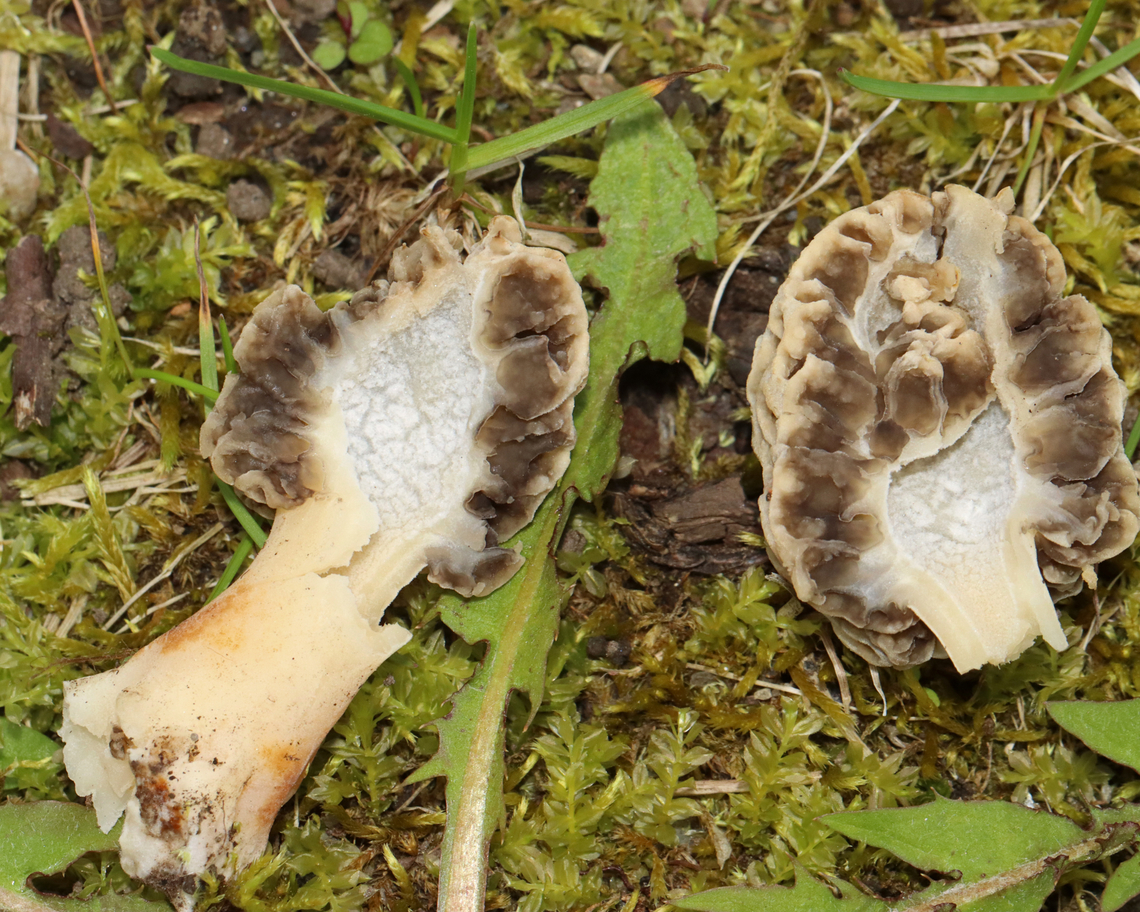 Morel - Morchella americana *Tentative ID: Morchella americana<br />
<br />
Habitat: Growing in a shady, mossy area under deciduous trees. There were 25-50+ morels growing in the area.<br />
<figure class="photo"><a href="https://www.jungledragon.com/image/134752/morel_-_morchella_sp._morchella_americana.html" title="Morel - Morchella sp., Morchella americana"><img src="https://s3.amazonaws.com/media.jungledragon.com/images/3232/134752_thumb.jpg?AWSAccessKeyId=05GMT0V3GWVNE7GGM1R2&Expires=1759968010&Signature=mYZeLOKWGHJ65YA5NZamzrFKGrY%3D" width="200" height="138" alt="Morel - Morchella sp., Morchella americana *Tentative ID: Morchella americana<br />
<br />
Habitat: Growing in a shady, mossy area under deciduous trees. There were 25-50+ morels growing in the area.<br />
https://www.jungledragon.com/image/134752/morel_-_morchella_sp.html<br />
https://www.jungledragon.com/image/134751/morel_-_morchella_sp.html<br />
https://www.jungledragon.com/image/134750/morel_-_morchella_sp.html<br />
https://www.jungledragon.com/image/134749/morel_-_morchella_sp.html<br />
https://www.jungledragon.com/image/134748/morel_-_morchella_sp.html Geotagged,Morchella americana,Spring,United States,White Morel" /></a></figure><br />
<figure class="photo"><a href="https://www.jungledragon.com/image/134751/morel_-_morchella_americana.html" title="Morel - Morchella americana"><img src="https://s3.amazonaws.com/media.jungledragon.com/images/3232/134751_thumb.jpg?AWSAccessKeyId=05GMT0V3GWVNE7GGM1R2&Expires=1759968010&Signature=d%2BbytqrT%2BQy%2FUIpyWzCvR3VfGQ8%3D" width="108" height="152" alt="Morel - Morchella americana *Tentative ID: Morchella americana<br />
<br />
Habitat: Growing in a shady, mossy area under deciduous trees. There were 25-50+ morels growing in the area.<br />
https://www.jungledragon.com/image/134752/morel_-_morchella_sp.html<br />
https://www.jungledragon.com/image/134751/morel_-_morchella_sp.html<br />
https://www.jungledragon.com/image/134750/morel_-_morchella_sp.html<br />
https://www.jungledragon.com/image/134749/morel_-_morchella_sp.html<br />
https://www.jungledragon.com/image/134748/morel_-_morchella_sp.html Geotagged,Morchella americana,Spring,United States,White Morel" /></a></figure><br />
<figure class="photo"><a href="https://www.jungledragon.com/image/134750/morel_-_morchella_americana.html" title="Morel - Morchella americana"><img src="https://s3.amazonaws.com/media.jungledragon.com/images/3232/134750_thumb.jpg?AWSAccessKeyId=05GMT0V3GWVNE7GGM1R2&Expires=1759968010&Signature=kuHk%2FeJvq58W6oXnfoYd9X90HpU%3D" width="108" height="152" alt="Morel - Morchella americana *Tentative ID: Morchella americana<br />
<br />
Habitat: Growing in a shady, mossy area under deciduous trees. There were 25-50+ morels growing in the area.<br />
https://www.jungledragon.com/image/134752/morel_-_morchella_sp.html<br />
https://www.jungledragon.com/image/134751/morel_-_morchella_sp.html<br />
https://www.jungledragon.com/image/134750/morel_-_morchella_sp.html<br />
https://www.jungledragon.com/image/134749/morel_-_morchella_sp.html<br />
https://www.jungledragon.com/image/134748/morel_-_morchella_sp.html Geotagged,Morchella americana,Spring,United States,White Morel" /></a></figure><br />
<figure class="photo"><a href="https://www.jungledragon.com/image/134749/morel_-_morchella_americana.html" title="Morel - Morchella americana"><img src="https://s3.amazonaws.com/media.jungledragon.com/images/3232/134749_thumb.jpg?AWSAccessKeyId=05GMT0V3GWVNE7GGM1R2&Expires=1759968010&Signature=ht7wTZ7UlI4%2F4%2FW6mKsbhMyj7gQ%3D" width="200" height="160" alt="Morel - Morchella americana *Tentative ID: Morchella americana<br />
<br />
Habitat: Growing in a shady, mossy area under deciduous trees. There were 25-50+ morels growing in the area.<br />
https://www.jungledragon.com/image/134752/morel_-_morchella_sp.html<br />
https://www.jungledragon.com/image/134751/morel_-_morchella_sp.html<br />
https://www.jungledragon.com/image/134750/morel_-_morchella_sp.html<br />
https://www.jungledragon.com/image/134749/morel_-_morchella_sp.html<br />
https://www.jungledragon.com/image/134748/morel_-_morchella_sp.html Geotagged,Morchella americana,Spring,United States,White Morel" /></a></figure><br />
<figure class="photo"><a href="https://www.jungledragon.com/image/134748/morel_-_morchella_americana.html" title="Morel - Morchella americana"><img src="https://s3.amazonaws.com/media.jungledragon.com/images/3232/134748_thumb.jpg?AWSAccessKeyId=05GMT0V3GWVNE7GGM1R2&Expires=1759968010&Signature=yewh%2BSRFMK8ZSu0nIevDCJemRHs%3D" width="200" height="156" alt="Morel - Morchella americana *Tentative ID: Morchella americana<br />
<br />
Habitat: Growing in a shady, mossy area under deciduous trees. There were 25-50+ morels growing in the area.<br />
https://www.jungledragon.com/image/134752/morel_-_morchella_sp.html<br />
https://www.jungledragon.com/image/134751/morel_-_morchella_sp.html<br />
https://www.jungledragon.com/image/134750/morel_-_morchella_sp.html<br />
https://www.jungledragon.com/image/134749/morel_-_morchella_sp.html<br />
https://www.jungledragon.com/image/134748/morel_-_morchella_sp.html Geotagged,Morchella,Morchella americana,Spring,United States,White Morel,fungus,morel,mushroom" /></a></figure> Geotagged,Morchella americana,Spring,United States,White Morel