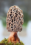 Morel - Morchella americana *Tentative ID: Morchella americana<br />
<br />
Habitat: Growing in a shady, mossy area under deciduous trees. There were 25-50+ morels growing in the area.<br />
https://www.jungledragon.com/image/134752/morel_-_morchella_sp.html<br />
https://www.jungledragon.com/image/134751/morel_-_morchella_sp.html<br />
https://www.jungledragon.com/image/134750/morel_-_morchella_sp.html<br />
https://www.jungledragon.com/image/134749/morel_-_morchella_sp.html<br />
https://www.jungledragon.com/image/134748/morel_-_morchella_sp.html Geotagged,Morchella americana,Spring,United States,White Morel