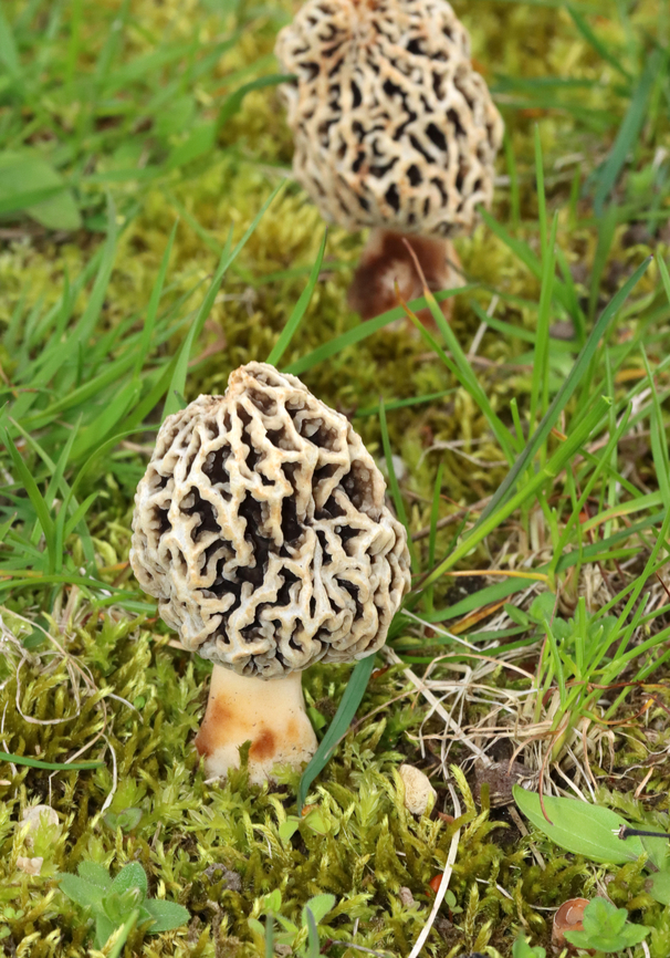 Morel - Morchella americana *Tentative ID: Morchella americana<br />
<br />
Habitat: Growing in a shady, mossy area under deciduous trees. There were 25-50+ morels growing in the area.<br />
<figure class="photo"><a href="https://www.jungledragon.com/image/134752/morel_-_morchella_sp._morchella_americana.html" title="Morel - Morchella sp., Morchella americana"><img src="https://s3.amazonaws.com/media.jungledragon.com/images/3232/134752_thumb.jpg?AWSAccessKeyId=05GMT0V3GWVNE7GGM1R2&Expires=1759968010&Signature=mYZeLOKWGHJ65YA5NZamzrFKGrY%3D" width="200" height="138" alt="Morel - Morchella sp., Morchella americana *Tentative ID: Morchella americana<br />
<br />
Habitat: Growing in a shady, mossy area under deciduous trees. There were 25-50+ morels growing in the area.<br />
https://www.jungledragon.com/image/134752/morel_-_morchella_sp.html<br />
https://www.jungledragon.com/image/134751/morel_-_morchella_sp.html<br />
https://www.jungledragon.com/image/134750/morel_-_morchella_sp.html<br />
https://www.jungledragon.com/image/134749/morel_-_morchella_sp.html<br />
https://www.jungledragon.com/image/134748/morel_-_morchella_sp.html Geotagged,Morchella americana,Spring,United States,White Morel" /></a></figure><br />
<figure class="photo"><a href="https://www.jungledragon.com/image/134751/morel_-_morchella_americana.html" title="Morel - Morchella americana"><img src="https://s3.amazonaws.com/media.jungledragon.com/images/3232/134751_thumb.jpg?AWSAccessKeyId=05GMT0V3GWVNE7GGM1R2&Expires=1759968010&Signature=d%2BbytqrT%2BQy%2FUIpyWzCvR3VfGQ8%3D" width="108" height="152" alt="Morel - Morchella americana *Tentative ID: Morchella americana<br />
<br />
Habitat: Growing in a shady, mossy area under deciduous trees. There were 25-50+ morels growing in the area.<br />
https://www.jungledragon.com/image/134752/morel_-_morchella_sp.html<br />
https://www.jungledragon.com/image/134751/morel_-_morchella_sp.html<br />
https://www.jungledragon.com/image/134750/morel_-_morchella_sp.html<br />
https://www.jungledragon.com/image/134749/morel_-_morchella_sp.html<br />
https://www.jungledragon.com/image/134748/morel_-_morchella_sp.html Geotagged,Morchella americana,Spring,United States,White Morel" /></a></figure><br />
<figure class="photo"><a href="https://www.jungledragon.com/image/134750/morel_-_morchella_americana.html" title="Morel - Morchella americana"><img src="https://s3.amazonaws.com/media.jungledragon.com/images/3232/134750_thumb.jpg?AWSAccessKeyId=05GMT0V3GWVNE7GGM1R2&Expires=1759968010&Signature=kuHk%2FeJvq58W6oXnfoYd9X90HpU%3D" width="108" height="152" alt="Morel - Morchella americana *Tentative ID: Morchella americana<br />
<br />
Habitat: Growing in a shady, mossy area under deciduous trees. There were 25-50+ morels growing in the area.<br />
https://www.jungledragon.com/image/134752/morel_-_morchella_sp.html<br />
https://www.jungledragon.com/image/134751/morel_-_morchella_sp.html<br />
https://www.jungledragon.com/image/134750/morel_-_morchella_sp.html<br />
https://www.jungledragon.com/image/134749/morel_-_morchella_sp.html<br />
https://www.jungledragon.com/image/134748/morel_-_morchella_sp.html Geotagged,Morchella americana,Spring,United States,White Morel" /></a></figure><br />
<figure class="photo"><a href="https://www.jungledragon.com/image/134749/morel_-_morchella_americana.html" title="Morel - Morchella americana"><img src="https://s3.amazonaws.com/media.jungledragon.com/images/3232/134749_thumb.jpg?AWSAccessKeyId=05GMT0V3GWVNE7GGM1R2&Expires=1759968010&Signature=ht7wTZ7UlI4%2F4%2FW6mKsbhMyj7gQ%3D" width="200" height="160" alt="Morel - Morchella americana *Tentative ID: Morchella americana<br />
<br />
Habitat: Growing in a shady, mossy area under deciduous trees. There were 25-50+ morels growing in the area.<br />
https://www.jungledragon.com/image/134752/morel_-_morchella_sp.html<br />
https://www.jungledragon.com/image/134751/morel_-_morchella_sp.html<br />
https://www.jungledragon.com/image/134750/morel_-_morchella_sp.html<br />
https://www.jungledragon.com/image/134749/morel_-_morchella_sp.html<br />
https://www.jungledragon.com/image/134748/morel_-_morchella_sp.html Geotagged,Morchella americana,Spring,United States,White Morel" /></a></figure><br />
<figure class="photo"><a href="https://www.jungledragon.com/image/134748/morel_-_morchella_americana.html" title="Morel - Morchella americana"><img src="https://s3.amazonaws.com/media.jungledragon.com/images/3232/134748_thumb.jpg?AWSAccessKeyId=05GMT0V3GWVNE7GGM1R2&Expires=1759968010&Signature=yewh%2BSRFMK8ZSu0nIevDCJemRHs%3D" width="200" height="156" alt="Morel - Morchella americana *Tentative ID: Morchella americana<br />
<br />
Habitat: Growing in a shady, mossy area under deciduous trees. There were 25-50+ morels growing in the area.<br />
https://www.jungledragon.com/image/134752/morel_-_morchella_sp.html<br />
https://www.jungledragon.com/image/134751/morel_-_morchella_sp.html<br />
https://www.jungledragon.com/image/134750/morel_-_morchella_sp.html<br />
https://www.jungledragon.com/image/134749/morel_-_morchella_sp.html<br />
https://www.jungledragon.com/image/134748/morel_-_morchella_sp.html Geotagged,Morchella,Morchella americana,Spring,United States,White Morel,fungus,morel,mushroom" /></a></figure> Geotagged,Morchella americana,Spring,United States,White Morel