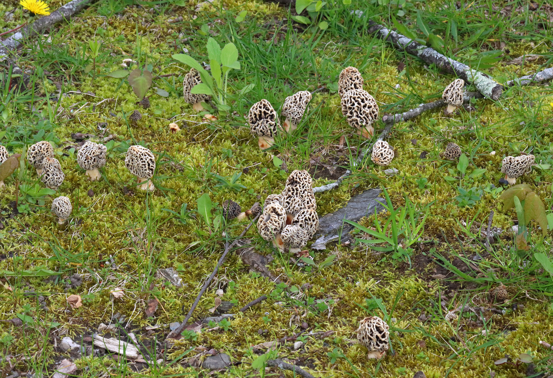 Morel - Morchella sp., Morchella americana *Tentative ID: Morchella americana<br />
<br />
Habitat: Growing in a shady, mossy area under deciduous trees. There were 25-50+ morels growing in the area.<br />
<figure class="photo"><a href="https://www.jungledragon.com/image/134752/morel_-_morchella_sp._morchella_americana.html" title="Morel - Morchella sp., Morchella americana"><img src="https://s3.amazonaws.com/media.jungledragon.com/images/3232/134752_thumb.jpg?AWSAccessKeyId=05GMT0V3GWVNE7GGM1R2&Expires=1763596810&Signature=5wK46uAbPESkdmxkb%2FCf7gVGjhk%3D" width="200" height="138" alt="Morel - Morchella sp., Morchella americana *Tentative ID: Morchella americana<br />
<br />
Habitat: Growing in a shady, mossy area under deciduous trees. There were 25-50+ morels growing in the area.<br />
https://www.jungledragon.com/image/134752/morel_-_morchella_sp.html<br />
https://www.jungledragon.com/image/134751/morel_-_morchella_sp.html<br />
https://www.jungledragon.com/image/134750/morel_-_morchella_sp.html<br />
https://www.jungledragon.com/image/134749/morel_-_morchella_sp.html<br />
https://www.jungledragon.com/image/134748/morel_-_morchella_sp.html Geotagged,Morchella americana,Spring,United States,White Morel" /></a></figure><br />
<figure class="photo"><a href="https://www.jungledragon.com/image/134751/morel_-_morchella_americana.html" title="Morel - Morchella americana"><img src="https://s3.amazonaws.com/media.jungledragon.com/images/3232/134751_thumb.jpg?AWSAccessKeyId=05GMT0V3GWVNE7GGM1R2&Expires=1763596810&Signature=VsBn7E9mHl2GPMpbAYW2HlIjCnw%3D" width="108" height="152" alt="Morel - Morchella americana *Tentative ID: Morchella americana<br />
<br />
Habitat: Growing in a shady, mossy area under deciduous trees. There were 25-50+ morels growing in the area.<br />
https://www.jungledragon.com/image/134752/morel_-_morchella_sp.html<br />
https://www.jungledragon.com/image/134751/morel_-_morchella_sp.html<br />
https://www.jungledragon.com/image/134750/morel_-_morchella_sp.html<br />
https://www.jungledragon.com/image/134749/morel_-_morchella_sp.html<br />
https://www.jungledragon.com/image/134748/morel_-_morchella_sp.html Geotagged,Morchella americana,Spring,United States,White Morel" /></a></figure><br />
<figure class="photo"><a href="https://www.jungledragon.com/image/134750/morel_-_morchella_americana.html" title="Morel - Morchella americana"><img src="https://s3.amazonaws.com/media.jungledragon.com/images/3232/134750_thumb.jpg?AWSAccessKeyId=05GMT0V3GWVNE7GGM1R2&Expires=1763596810&Signature=i0ls3cPETf4GYWK39GMX2CR0ge8%3D" width="108" height="152" alt="Morel - Morchella americana *Tentative ID: Morchella americana<br />
<br />
Habitat: Growing in a shady, mossy area under deciduous trees. There were 25-50+ morels growing in the area.<br />
https://www.jungledragon.com/image/134752/morel_-_morchella_sp.html<br />
https://www.jungledragon.com/image/134751/morel_-_morchella_sp.html<br />
https://www.jungledragon.com/image/134750/morel_-_morchella_sp.html<br />
https://www.jungledragon.com/image/134749/morel_-_morchella_sp.html<br />
https://www.jungledragon.com/image/134748/morel_-_morchella_sp.html Geotagged,Morchella americana,Spring,United States,White Morel" /></a></figure><br />
<figure class="photo"><a href="https://www.jungledragon.com/image/134749/morel_-_morchella_americana.html" title="Morel - Morchella americana"><img src="https://s3.amazonaws.com/media.jungledragon.com/images/3232/134749_thumb.jpg?AWSAccessKeyId=05GMT0V3GWVNE7GGM1R2&Expires=1763596810&Signature=uVeQ%2FcMe1dSFR7UOJ1rfXpDL2wk%3D" width="200" height="160" alt="Morel - Morchella americana *Tentative ID: Morchella americana<br />
<br />
Habitat: Growing in a shady, mossy area under deciduous trees. There were 25-50+ morels growing in the area.<br />
https://www.jungledragon.com/image/134752/morel_-_morchella_sp.html<br />
https://www.jungledragon.com/image/134751/morel_-_morchella_sp.html<br />
https://www.jungledragon.com/image/134750/morel_-_morchella_sp.html<br />
https://www.jungledragon.com/image/134749/morel_-_morchella_sp.html<br />
https://www.jungledragon.com/image/134748/morel_-_morchella_sp.html Geotagged,Morchella americana,Spring,United States,White Morel" /></a></figure><br />
<figure class="photo"><a href="https://www.jungledragon.com/image/134748/morel_-_morchella_americana.html" title="Morel - Morchella americana"><img src="https://s3.amazonaws.com/media.jungledragon.com/images/3232/134748_thumb.jpg?AWSAccessKeyId=05GMT0V3GWVNE7GGM1R2&Expires=1763596810&Signature=uuRg9Za2RSr0CoHbqZrOdH55wQ0%3D" width="200" height="156" alt="Morel - Morchella americana *Tentative ID: Morchella americana<br />
<br />
Habitat: Growing in a shady, mossy area under deciduous trees. There were 25-50+ morels growing in the area.<br />
https://www.jungledragon.com/image/134752/morel_-_morchella_sp.html<br />
https://www.jungledragon.com/image/134751/morel_-_morchella_sp.html<br />
https://www.jungledragon.com/image/134750/morel_-_morchella_sp.html<br />
https://www.jungledragon.com/image/134749/morel_-_morchella_sp.html<br />
https://www.jungledragon.com/image/134748/morel_-_morchella_sp.html Geotagged,Morchella,Morchella americana,Spring,United States,White Morel,fungus,morel,mushroom" /></a></figure> Geotagged,Morchella americana,Spring,United States,White Morel