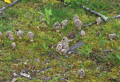 Morel - Morchella sp., Morchella americana *Tentative ID: Morchella americana

Habitat: Growing in a shady, mossy area under deciduous trees. There were 25-50+ morels growing in the area.
https://www.jungledragon.com/image/134752/morel_-_morchella_sp.html
https://www.jungledragon.com/image/134751/morel_-_morchella_sp.html
https://www.jungledragon.com/image/134750/morel_-_morchella_sp.html
https://www.jungledragon.com/image/134749/morel_-_morchella_sp.html
https://www.jungledragon.com/image/134748/morel_-_morchella_sp.html Geotagged,Morchella americana,Spring,United States,White Morel