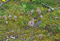 Morel - Morchella sp., Morchella americana *Tentative ID: Morchella americana<br />
<br />
Habitat: Growing in a shady, mossy area under deciduous trees. There were 25-50+ morels growing in the area.<br />
https://www.jungledragon.com/image/134752/morel_-_morchella_sp.html<br />
https://www.jungledragon.com/image/134751/morel_-_morchella_sp.html<br />
https://www.jungledragon.com/image/134750/morel_-_morchella_sp.html<br />
https://www.jungledragon.com/image/134749/morel_-_morchella_sp.html<br />
https://www.jungledragon.com/image/134748/morel_-_morchella_sp.html Geotagged,Morchella americana,Spring,United States,White Morel