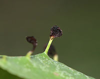 Finger Galls - Eriophyes cerasicrumena These galls are made by tiny mites on black cherry (Prunus serotina).<br />
<br />
Habitat: Mixed forest<br />
https://www.jungledragon.com/image/134763/finger_galls_-_eriophyes_cerasicrumena.html Black Cherry Leaf Gall Mite,Eriophyes cerasicrumena,Geotagged,Summer,United States,galls