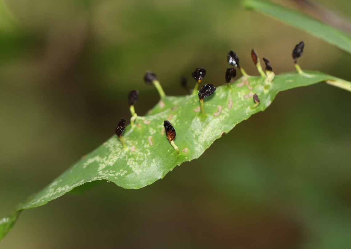 Finger Galls - Eriophyes cerasicrumena These galls are made by tiny mites on black cherry (Prunus serotina).<br />
<br />
Habitat: Mixed forest<br />
<figure class="photo"><a href="https://www.jungledragon.com/image/134762/finger_galls_-_eriophyes_cerasicrumena.html" title="Finger Galls - Eriophyes cerasicrumena"><img src="https://s3.amazonaws.com/media.jungledragon.com/images/3232/134762_thumb.jpg?AWSAccessKeyId=05GMT0V3GWVNE7GGM1R2&Expires=1767225610&Signature=MkYHNqawk4B%2B88OVvzZsWP3JEHQ%3D" width="200" height="160" alt="Finger Galls - Eriophyes cerasicrumena These galls are made by tiny mites on black cherry (Prunus serotina).<br />
<br />
Habitat: Mixed forest<br />
https://www.jungledragon.com/image/134763/finger_galls_-_eriophyes_cerasicrumena.html Black Cherry Leaf Gall Mite,Eriophyes cerasicrumena,Geotagged,Summer,United States,galls" /></a></figure> Black Cherry Leaf Gall Mite,Eriophyes cerasicrumena,Geotagged,Summer,United States
