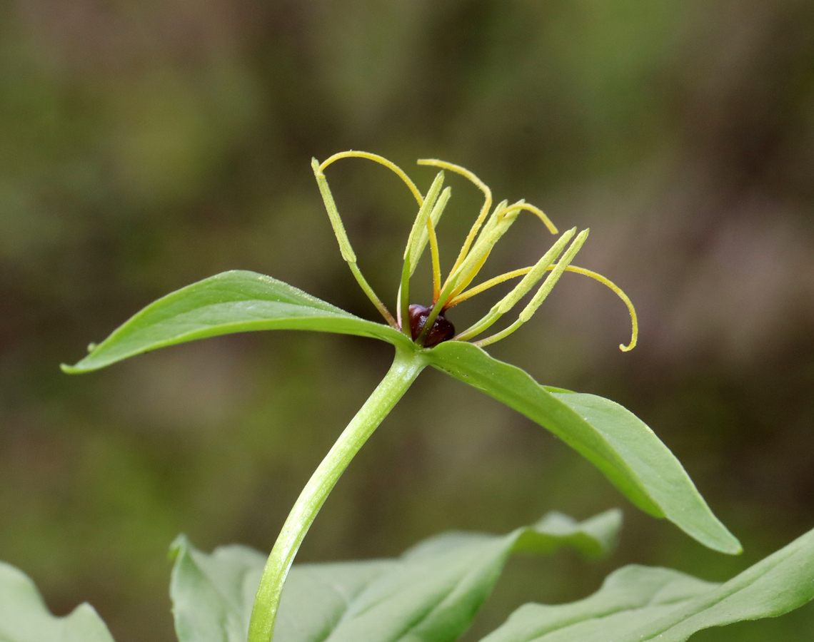 True Lover's Knot - Paris sp. This is an unusual and rare plant to be growing in upstate New York. I've been consulting experts and the species ID is uncertain so far. It might be Paris verticillata, but Paris quadrifolia is also possible. It might have initially been planted. Last year, I counted one plant, but yesterday, I noted at least 20 plants.<br />
<br />
Habitat: Mixed forest/bog edge; upstate New York<br />
<figure class="photo"><a href="https://www.jungledragon.com/image/134764/true_lovers_knot_-_paris_sp.html" title="True Lover's Knot - Paris sp."><img src="https://s3.amazonaws.com/media.jungledragon.com/images/3232/134764_thumb.jpg?AWSAccessKeyId=05GMT0V3GWVNE7GGM1R2&Expires=1759968010&Signature=%2F%2FBGznTsqTKBdzut7iTxUn1dyiY%3D" width="200" height="158" alt="True Lover's Knot - Paris sp. This is an unusual and rare plant to be growing in upstate New York. I've been consulting experts and the species ID is uncertain so far. It might be Paris verticillata, but Paris quadrifolia is also possible. It might have initially been planted. Last year, I counted one plant, but yesterday, I noted at least 20 plants.<br />
<br />
Habitat: Mixed forest/bog edge; upstate New York<br />
https://www.jungledragon.com/image/134764/true_lovers_knot_-_paris_sp.html<br />
https://www.jungledragon.com/image/134768/true_lovers_knot_-_paris_sp.html<br />
https://www.jungledragon.com/image/134767/true_lovers_knot_-_paris_sp.html<br />
https://www.jungledragon.com/image/134766/true_lovers_knot_-_paris_sp.html<br />
https://www.jungledragon.com/image/134765/true_lovers_knot_-_paris_sp.html<br />
<br />
<br />
Last year's observation:<br />
https://www.jungledragon.com/image/127248/paris_sp.html" /></a></figure><br />
<figure class="photo"><a href="https://www.jungledragon.com/image/134768/true_lovers_knot_-_paris_sp.html" title="True Lover's Knot - Paris sp."><img src="https://s3.amazonaws.com/media.jungledragon.com/images/3232/134768_thumb.jpg?AWSAccessKeyId=05GMT0V3GWVNE7GGM1R2&Expires=1759968010&Signature=cKPw7julv9Zch%2FXgHC0Lmep1Uuo%3D" width="200" height="134" alt="True Lover's Knot - Paris sp. This is an unusual and rare plant to be growing in upstate New York. I've been consulting experts and the species ID is uncertain so far. It might be Paris verticillata, but Paris quadrifolia is also possible. It might have initially been planted. Last year, I counted one plant, but yesterday, I noted at least 20 plants.<br />
<br />
Habitat: Mixed forest/bog edge; upstate New York<br />
<br />
https://www.jungledragon.com/image/134764/true_lovers_knot_-_paris_sp.html<br />
https://www.jungledragon.com/image/134768/true_lovers_knot_-_paris_sp.html<br />
https://www.jungledragon.com/image/134767/true_lovers_knot_-_paris_sp.html<br />
https://www.jungledragon.com/image/134766/true_lovers_knot_-_paris_sp.html<br />
https://www.jungledragon.com/image/134765/true_lovers_knot_-_paris_sp.html<br />
<br />
Last year's observation:<br />
https://www.jungledragon.com/image/127248/paris_sp.html Paris,melanthiaceae,parideae,true lover's knot" /></a></figure><br />
<figure class="photo"><a href="https://www.jungledragon.com/image/134767/true_lovers_knot_-_paris_sp.html" title="True Lover's Knot - Paris sp."><img src="https://s3.amazonaws.com/media.jungledragon.com/images/3232/134767_thumb.jpg?AWSAccessKeyId=05GMT0V3GWVNE7GGM1R2&Expires=1759968010&Signature=4aW9WHlpQXKNU%2FyOJiBl8TRJQL4%3D" width="102" height="152" alt="True Lover's Knot - Paris sp. This is an unusual and rare plant to be growing in upstate New York. I've been consulting experts and the species ID is uncertain so far. It might be Paris verticillata, but Paris quadrifolia is also possible. It might have initially been planted. Last year, I counted one plant, but yesterday, I noted at least 20 plants.<br />
<br />
Habitat: Mixed forest/bog edge; upstate New York<br />
<br />
https://www.jungledragon.com/image/134764/true_lovers_knot_-_paris_sp.html<br />
https://www.jungledragon.com/image/134768/true_lovers_knot_-_paris_sp.html<br />
https://www.jungledragon.com/image/134767/true_lovers_knot_-_paris_sp.html<br />
https://www.jungledragon.com/image/134766/true_lovers_knot_-_paris_sp.html<br />
https://www.jungledragon.com/image/134765/true_lovers_knot_-_paris_sp.html<br />
<br />
Last year's observation:<br />
https://www.jungledragon.com/image/127248/paris_sp.html" /></a></figure><br />
<figure class="photo"><a href="https://www.jungledragon.com/image/134766/true_lovers_knot_-_paris_sp.html" title="True Lover's Knot - Paris sp."><img src="https://s3.amazonaws.com/media.jungledragon.com/images/3232/134766_thumb.jpg?AWSAccessKeyId=05GMT0V3GWVNE7GGM1R2&Expires=1759968010&Signature=ieh6RR01DCEcbKlhVOL0LlmyCPg%3D" width="112" height="152" alt="True Lover's Knot - Paris sp. This is an unusual and rare plant to be growing in upstate New York. I've been consulting experts and the species ID is uncertain so far. It might be Paris verticillata, but Paris quadrifolia is also possible. It might have initially been planted. Last year, I counted one plant, but yesterday, I noted at least 20 plants.<br />
<br />
Habitat: Mixed forest/bog edge; upstate New York<br />
<br />
https://www.jungledragon.com/image/134764/true_lovers_knot_-_paris_sp.html<br />
https://www.jungledragon.com/image/134768/true_lovers_knot_-_paris_sp.html<br />
https://www.jungledragon.com/image/134767/true_lovers_knot_-_paris_sp.html<br />
https://www.jungledragon.com/image/134766/true_lovers_knot_-_paris_sp.html<br />
https://www.jungledragon.com/image/134765/true_lovers_knot_-_paris_sp.html<br />
<br />
Last year's observation:<br />
https://www.jungledragon.com/image/127248/paris_sp.html" /></a></figure><br />
<figure class="photo"><a href="https://www.jungledragon.com/image/134765/true_lovers_knot_-_paris_sp.html" title="True Lover's Knot - Paris sp."><img src="https://s3.amazonaws.com/media.jungledragon.com/images/3232/134765_thumb.jpg?AWSAccessKeyId=05GMT0V3GWVNE7GGM1R2&Expires=1759968010&Signature=Bn2lChSyloezzQMSKhUZ3xbL24E%3D" width="200" height="160" alt="True Lover's Knot - Paris sp. This is an unusual and rare plant to be growing in upstate New York. I've been consulting experts and the species ID is uncertain so far. It might be Paris verticillata, but Paris quadrifolia is also possible. It might have initially been planted. Last year, I counted one plant, but yesterday, I noted at least 20 plants.<br />
<br />
Habitat: Mixed forest/bog edge; upstate New York<br />
<br />
https://www.jungledragon.com/image/134764/true_lovers_knot_-_paris_sp.html<br />
https://www.jungledragon.com/image/134768/true_lovers_knot_-_paris_sp.html<br />
https://www.jungledragon.com/image/134767/true_lovers_knot_-_paris_sp.html<br />
https://www.jungledragon.com/image/134766/true_lovers_knot_-_paris_sp.html<br />
https://www.jungledragon.com/image/134765/true_lovers_knot_-_paris_sp.html<br />
<br />
Last year's observation:<br />
https://www.jungledragon.com/image/127248/paris_sp.html" /></a></figure><br />
<br />
<br />
Last year's observation:<br />
<figure class="photo"><a href="https://www.jungledragon.com/image/127248/paris_sp.html" title="Paris sp."><img src="https://s3.amazonaws.com/media.jungledragon.com/images/3232/127248_thumb.jpg?AWSAccessKeyId=05GMT0V3GWVNE7GGM1R2&Expires=1759968010&Signature=kd%2B1zqiAcPYWTfqB%2FcA8qmwVKcg%3D" width="200" height="148" alt="Paris sp. The ID for this observation is currently uncertain. It might be Paris verticillata, but Paris quadrifolia is also possible. Either would be very unusual to find in this area. I'm awaiting expert confirmation, which may have to wait until spring. In the meantime, I am changing the location to just reflect the state (New York) at the urging of some experts because this is a rare plant.<br />
<br />
<br />
Habitat: Forest/wetland<br />
https://www.jungledragon.com/image/127249/true_lovers_knot_-_paris_quadrifolia.html<br />
<br />
Observation from May 2022:<br />
https://www.jungledragon.com/image/134765/true_lovers_knot_-_paris_sp.html Geotagged,Paris,Paris quadrifolia,Spring,True lover's knot,United States,herb-paris" /></a></figure>