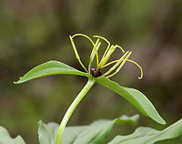True Lover's Knot - Paris sp. This is an unusual and rare plant to be growing in upstate New York. I've been consulting experts and the species ID is uncertain so far. It might be Paris verticillata, but Paris quadrifolia is also possible. It might have initially been planted. Last year, I counted one plant, but yesterday, I noted at least 20 plants.<br />
<br />
Habitat: Mixed forest/bog edge; upstate New York<br />
https://www.jungledragon.com/image/134764/true_lovers_knot_-_paris_sp.html<br />
https://www.jungledragon.com/image/134768/true_lovers_knot_-_paris_sp.html<br />
https://www.jungledragon.com/image/134767/true_lovers_knot_-_paris_sp.html<br />
https://www.jungledragon.com/image/134766/true_lovers_knot_-_paris_sp.html<br />
https://www.jungledragon.com/image/134765/true_lovers_knot_-_paris_sp.html<br />
<br />
<br />
Last year's observation:<br />
https://www.jungledragon.com/image/127248/paris_sp.html