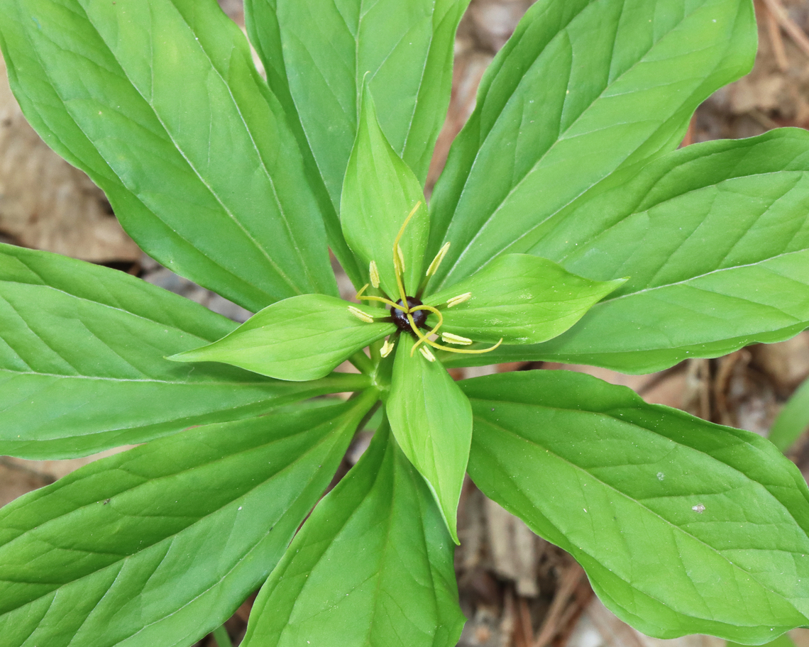 True Lover's Knot - Paris sp. This is an unusual and rare plant to be growing in upstate New York. I&#039;ve been consulting experts and the species ID is uncertain so far. It might be Paris verticillata, but Paris quadrifolia is also possible. It might have initially been planted. Last year, I counted one plant, but yesterday, I noted at least 20 plants.<br />
<br />
Habitat: Mixed forest/bog edge; upstate New York<br />
<br />
<figure class="photo"><a href="https://www.jungledragon.com/image/134764/true_lovers_knot_-_paris_sp.html" title="True Lover&#039;s Knot - Paris sp."><img src="https://s3.amazonaws.com/media.jungledragon.com/images/3232/134764_thumb.jpg?AWSAccessKeyId=05GMT0V3GWVNE7GGM1R2&Expires=1769040010&Signature=e9Fh30g4lyYUaj5xtBD6V%2BlJOtI%3D" width="200" height="158" alt="True Lover&#039;s Knot - Paris sp. This is an unusual and rare plant to be growing in upstate New York. I&#039;ve been consulting experts and the species ID is uncertain so far. It might be Paris verticillata, but Paris quadrifolia is also possible. It might have initially been planted. Last year, I counted one plant, but yesterday, I noted at least 20 plants.<br />
<br />
Habitat: Mixed forest/bog edge; upstate New York<br />
https://www.jungledragon.com/image/134764/true_lovers_knot_-_paris_sp.html<br />
https://www.jungledragon.com/image/134768/true_lovers_knot_-_paris_sp.html<br />
https://www.jungledragon.com/image/134767/true_lovers_knot_-_paris_sp.html<br />
https://www.jungledragon.com/image/134766/true_lovers_knot_-_paris_sp.html<br />
https://www.jungledragon.com/image/134765/true_lovers_knot_-_paris_sp.html<br />
<br />
<br />
Last year&#039;s observation:<br />
https://www.jungledragon.com/image/127248/paris_sp.html" /></a></figure><br />
<figure class="photo"><a href="https://www.jungledragon.com/image/134768/true_lovers_knot_-_paris_sp.html" title="True Lover&#039;s Knot - Paris sp."><img src="https://s3.amazonaws.com/media.jungledragon.com/images/3232/134768_thumb.jpg?AWSAccessKeyId=05GMT0V3GWVNE7GGM1R2&Expires=1769040010&Signature=N4qYU6sNmnJo0sxe8Cr2nkqwUhI%3D" width="200" height="134" alt="True Lover&#039;s Knot - Paris sp. This is an unusual and rare plant to be growing in upstate New York. I&#039;ve been consulting experts and the species ID is uncertain so far. It might be Paris verticillata, but Paris quadrifolia is also possible. It might have initially been planted. Last year, I counted one plant, but yesterday, I noted at least 20 plants.<br />
<br />
Habitat: Mixed forest/bog edge; upstate New York<br />
<br />
https://www.jungledragon.com/image/134764/true_lovers_knot_-_paris_sp.html<br />
https://www.jungledragon.com/image/134768/true_lovers_knot_-_paris_sp.html<br />
https://www.jungledragon.com/image/134767/true_lovers_knot_-_paris_sp.html<br />
https://www.jungledragon.com/image/134766/true_lovers_knot_-_paris_sp.html<br />
https://www.jungledragon.com/image/134765/true_lovers_knot_-_paris_sp.html<br />
<br />
Last year&#039;s observation:<br />
https://www.jungledragon.com/image/127248/paris_sp.html Paris,melanthiaceae,parideae,true lover&#039;s knot" /></a></figure><br />
<figure class="photo"><a href="https://www.jungledragon.com/image/134767/true_lovers_knot_-_paris_sp.html" title="True Lover&#039;s Knot - Paris sp."><img src="https://s3.amazonaws.com/media.jungledragon.com/images/3232/134767_thumb.jpg?AWSAccessKeyId=05GMT0V3GWVNE7GGM1R2&Expires=1769040010&Signature=E%2FvcYJRY2ieBM1m3Yfv19skj1Mk%3D" width="102" height="152" alt="True Lover&#039;s Knot - Paris sp. This is an unusual and rare plant to be growing in upstate New York. I&#039;ve been consulting experts and the species ID is uncertain so far. It might be Paris verticillata, but Paris quadrifolia is also possible. It might have initially been planted. Last year, I counted one plant, but yesterday, I noted at least 20 plants.<br />
<br />
Habitat: Mixed forest/bog edge; upstate New York<br />
<br />
https://www.jungledragon.com/image/134764/true_lovers_knot_-_paris_sp.html<br />
https://www.jungledragon.com/image/134768/true_lovers_knot_-_paris_sp.html<br />
https://www.jungledragon.com/image/134767/true_lovers_knot_-_paris_sp.html<br />
https://www.jungledragon.com/image/134766/true_lovers_knot_-_paris_sp.html<br />
https://www.jungledragon.com/image/134765/true_lovers_knot_-_paris_sp.html<br />
<br />
Last year&#039;s observation:<br />
https://www.jungledragon.com/image/127248/paris_sp.html" /></a></figure><br />
<figure class="photo"><a href="https://www.jungledragon.com/image/134766/true_lovers_knot_-_paris_sp.html" title="True Lover&#039;s Knot - Paris sp."><img src="https://s3.amazonaws.com/media.jungledragon.com/images/3232/134766_thumb.jpg?AWSAccessKeyId=05GMT0V3GWVNE7GGM1R2&Expires=1769040010&Signature=UFwtSysfvTIDivC2XsNKILwPanE%3D" width="112" height="152" alt="True Lover&#039;s Knot - Paris sp. This is an unusual and rare plant to be growing in upstate New York. I&#039;ve been consulting experts and the species ID is uncertain so far. It might be Paris verticillata, but Paris quadrifolia is also possible. It might have initially been planted. Last year, I counted one plant, but yesterday, I noted at least 20 plants.<br />
<br />
Habitat: Mixed forest/bog edge; upstate New York<br />
<br />
https://www.jungledragon.com/image/134764/true_lovers_knot_-_paris_sp.html<br />
https://www.jungledragon.com/image/134768/true_lovers_knot_-_paris_sp.html<br />
https://www.jungledragon.com/image/134767/true_lovers_knot_-_paris_sp.html<br />
https://www.jungledragon.com/image/134766/true_lovers_knot_-_paris_sp.html<br />
https://www.jungledragon.com/image/134765/true_lovers_knot_-_paris_sp.html<br />
<br />
Last year&#039;s observation:<br />
https://www.jungledragon.com/image/127248/paris_sp.html" /></a></figure><br />
<figure class="photo"><a href="https://www.jungledragon.com/image/134765/true_lovers_knot_-_paris_sp.html" title="True Lover&#039;s Knot - Paris sp."><img src="https://s3.amazonaws.com/media.jungledragon.com/images/3232/134765_thumb.jpg?AWSAccessKeyId=05GMT0V3GWVNE7GGM1R2&Expires=1769040010&Signature=uXHpimOVIGtnmddQfSvXU0DZhcA%3D" width="200" height="160" alt="True Lover&#039;s Knot - Paris sp. This is an unusual and rare plant to be growing in upstate New York. I&#039;ve been consulting experts and the species ID is uncertain so far. It might be Paris verticillata, but Paris quadrifolia is also possible. It might have initially been planted. Last year, I counted one plant, but yesterday, I noted at least 20 plants.<br />
<br />
Habitat: Mixed forest/bog edge; upstate New York<br />
<br />
https://www.jungledragon.com/image/134764/true_lovers_knot_-_paris_sp.html<br />
https://www.jungledragon.com/image/134768/true_lovers_knot_-_paris_sp.html<br />
https://www.jungledragon.com/image/134767/true_lovers_knot_-_paris_sp.html<br />
https://www.jungledragon.com/image/134766/true_lovers_knot_-_paris_sp.html<br />
https://www.jungledragon.com/image/134765/true_lovers_knot_-_paris_sp.html<br />
<br />
Last year&#039;s observation:<br />
https://www.jungledragon.com/image/127248/paris_sp.html" /></a></figure><br />
<br />
Last year&#039;s observation:<br />
<figure class="photo"><a href="https://www.jungledragon.com/image/127248/paris_sp.html" title="Paris sp."><img src="https://s3.amazonaws.com/media.jungledragon.com/images/3232/127248_thumb.jpg?AWSAccessKeyId=05GMT0V3GWVNE7GGM1R2&Expires=1769040010&Signature=Up2SUDPxbx1HYwhvzl09JM5xp8Y%3D" width="200" height="148" alt="Paris sp. The ID for this observation is currently uncertain. It might be  Paris verticillata, but Paris quadrifolia is also possible. Either would be very unusual to find in this area.  I&#039;m awaiting expert confirmation, which may have to wait until spring. In the meantime, I am changing the location to just reflect the state (New York) at the urging of some experts because this is a rare plant.<br />
<br />
<br />
Habitat: Forest/wetland<br />
https://www.jungledragon.com/image/127249/true_lovers_knot_-_paris_quadrifolia.html<br />
<br />
Observation from May 2022:<br />
https://www.jungledragon.com/image/134765/true_lovers_knot_-_paris_sp.html Geotagged,Paris,Paris quadrifolia,Spring,True lover&#039;s knot,United States,herb-paris" /></a></figure>