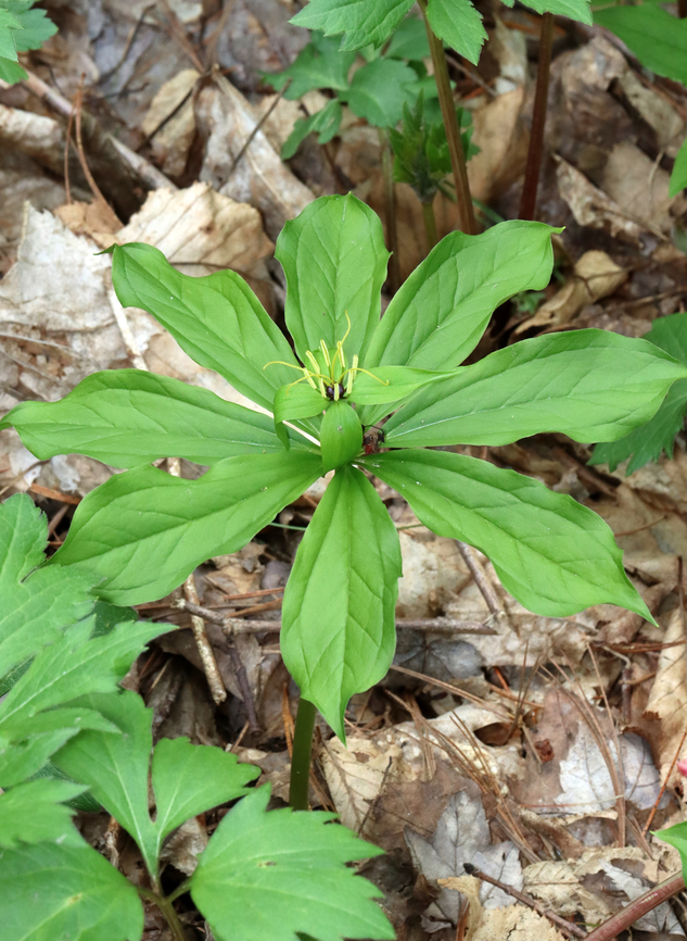 True Lover's Knot - Paris sp. This is an unusual and rare plant to be growing in upstate New York. I&#039;ve been consulting experts and the species ID is uncertain so far. It might be Paris verticillata, but Paris quadrifolia is also possible. It might have initially been planted. Last year, I counted one plant, but yesterday, I noted at least 20 plants.<br />
<br />
Habitat: Mixed forest/bog edge; upstate New York<br />
<br />
<figure class="photo"><a href="https://www.jungledragon.com/image/134764/true_lovers_knot_-_paris_sp.html" title="True Lover&#039;s Knot - Paris sp."><img src="https://s3.amazonaws.com/media.jungledragon.com/images/3232/134764_thumb.jpg?AWSAccessKeyId=05GMT0V3GWVNE7GGM1R2&Expires=1759968010&Signature=%2F%2FBGznTsqTKBdzut7iTxUn1dyiY%3D" width="200" height="158" alt="True Lover&#039;s Knot - Paris sp. This is an unusual and rare plant to be growing in upstate New York. I&#039;ve been consulting experts and the species ID is uncertain so far. It might be Paris verticillata, but Paris quadrifolia is also possible. It might have initially been planted. Last year, I counted one plant, but yesterday, I noted at least 20 plants.<br />
<br />
Habitat: Mixed forest/bog edge; upstate New York<br />
https://www.jungledragon.com/image/134764/true_lovers_knot_-_paris_sp.html<br />
https://www.jungledragon.com/image/134768/true_lovers_knot_-_paris_sp.html<br />
https://www.jungledragon.com/image/134767/true_lovers_knot_-_paris_sp.html<br />
https://www.jungledragon.com/image/134766/true_lovers_knot_-_paris_sp.html<br />
https://www.jungledragon.com/image/134765/true_lovers_knot_-_paris_sp.html<br />
<br />
<br />
Last year&#039;s observation:<br />
https://www.jungledragon.com/image/127248/paris_sp.html" /></a></figure><br />
<figure class="photo"><a href="https://www.jungledragon.com/image/134768/true_lovers_knot_-_paris_sp.html" title="True Lover&#039;s Knot - Paris sp."><img src="https://s3.amazonaws.com/media.jungledragon.com/images/3232/134768_thumb.jpg?AWSAccessKeyId=05GMT0V3GWVNE7GGM1R2&Expires=1759968010&Signature=cKPw7julv9Zch%2FXgHC0Lmep1Uuo%3D" width="200" height="134" alt="True Lover&#039;s Knot - Paris sp. This is an unusual and rare plant to be growing in upstate New York. I&#039;ve been consulting experts and the species ID is uncertain so far. It might be Paris verticillata, but Paris quadrifolia is also possible. It might have initially been planted. Last year, I counted one plant, but yesterday, I noted at least 20 plants.<br />
<br />
Habitat: Mixed forest/bog edge; upstate New York<br />
<br />
https://www.jungledragon.com/image/134764/true_lovers_knot_-_paris_sp.html<br />
https://www.jungledragon.com/image/134768/true_lovers_knot_-_paris_sp.html<br />
https://www.jungledragon.com/image/134767/true_lovers_knot_-_paris_sp.html<br />
https://www.jungledragon.com/image/134766/true_lovers_knot_-_paris_sp.html<br />
https://www.jungledragon.com/image/134765/true_lovers_knot_-_paris_sp.html<br />
<br />
Last year&#039;s observation:<br />
https://www.jungledragon.com/image/127248/paris_sp.html Paris,melanthiaceae,parideae,true lover&#039;s knot" /></a></figure><br />
<figure class="photo"><a href="https://www.jungledragon.com/image/134767/true_lovers_knot_-_paris_sp.html" title="True Lover&#039;s Knot - Paris sp."><img src="https://s3.amazonaws.com/media.jungledragon.com/images/3232/134767_thumb.jpg?AWSAccessKeyId=05GMT0V3GWVNE7GGM1R2&Expires=1759968010&Signature=4aW9WHlpQXKNU%2FyOJiBl8TRJQL4%3D" width="102" height="152" alt="True Lover&#039;s Knot - Paris sp. This is an unusual and rare plant to be growing in upstate New York. I&#039;ve been consulting experts and the species ID is uncertain so far. It might be Paris verticillata, but Paris quadrifolia is also possible. It might have initially been planted. Last year, I counted one plant, but yesterday, I noted at least 20 plants.<br />
<br />
Habitat: Mixed forest/bog edge; upstate New York<br />
<br />
https://www.jungledragon.com/image/134764/true_lovers_knot_-_paris_sp.html<br />
https://www.jungledragon.com/image/134768/true_lovers_knot_-_paris_sp.html<br />
https://www.jungledragon.com/image/134767/true_lovers_knot_-_paris_sp.html<br />
https://www.jungledragon.com/image/134766/true_lovers_knot_-_paris_sp.html<br />
https://www.jungledragon.com/image/134765/true_lovers_knot_-_paris_sp.html<br />
<br />
Last year&#039;s observation:<br />
https://www.jungledragon.com/image/127248/paris_sp.html" /></a></figure><br />
<figure class="photo"><a href="https://www.jungledragon.com/image/134766/true_lovers_knot_-_paris_sp.html" title="True Lover&#039;s Knot - Paris sp."><img src="https://s3.amazonaws.com/media.jungledragon.com/images/3232/134766_thumb.jpg?AWSAccessKeyId=05GMT0V3GWVNE7GGM1R2&Expires=1759968010&Signature=ieh6RR01DCEcbKlhVOL0LlmyCPg%3D" width="112" height="152" alt="True Lover&#039;s Knot - Paris sp. This is an unusual and rare plant to be growing in upstate New York. I&#039;ve been consulting experts and the species ID is uncertain so far. It might be Paris verticillata, but Paris quadrifolia is also possible. It might have initially been planted. Last year, I counted one plant, but yesterday, I noted at least 20 plants.<br />
<br />
Habitat: Mixed forest/bog edge; upstate New York<br />
<br />
https://www.jungledragon.com/image/134764/true_lovers_knot_-_paris_sp.html<br />
https://www.jungledragon.com/image/134768/true_lovers_knot_-_paris_sp.html<br />
https://www.jungledragon.com/image/134767/true_lovers_knot_-_paris_sp.html<br />
https://www.jungledragon.com/image/134766/true_lovers_knot_-_paris_sp.html<br />
https://www.jungledragon.com/image/134765/true_lovers_knot_-_paris_sp.html<br />
<br />
Last year&#039;s observation:<br />
https://www.jungledragon.com/image/127248/paris_sp.html" /></a></figure><br />
<figure class="photo"><a href="https://www.jungledragon.com/image/134765/true_lovers_knot_-_paris_sp.html" title="True Lover&#039;s Knot - Paris sp."><img src="https://s3.amazonaws.com/media.jungledragon.com/images/3232/134765_thumb.jpg?AWSAccessKeyId=05GMT0V3GWVNE7GGM1R2&Expires=1759968010&Signature=Bn2lChSyloezzQMSKhUZ3xbL24E%3D" width="200" height="160" alt="True Lover&#039;s Knot - Paris sp. This is an unusual and rare plant to be growing in upstate New York. I&#039;ve been consulting experts and the species ID is uncertain so far. It might be Paris verticillata, but Paris quadrifolia is also possible. It might have initially been planted. Last year, I counted one plant, but yesterday, I noted at least 20 plants.<br />
<br />
Habitat: Mixed forest/bog edge; upstate New York<br />
<br />
https://www.jungledragon.com/image/134764/true_lovers_knot_-_paris_sp.html<br />
https://www.jungledragon.com/image/134768/true_lovers_knot_-_paris_sp.html<br />
https://www.jungledragon.com/image/134767/true_lovers_knot_-_paris_sp.html<br />
https://www.jungledragon.com/image/134766/true_lovers_knot_-_paris_sp.html<br />
https://www.jungledragon.com/image/134765/true_lovers_knot_-_paris_sp.html<br />
<br />
Last year&#039;s observation:<br />
https://www.jungledragon.com/image/127248/paris_sp.html" /></a></figure><br />
<br />
Last year&#039;s observation:<br />
<figure class="photo"><a href="https://www.jungledragon.com/image/127248/paris_sp.html" title="Paris sp."><img src="https://s3.amazonaws.com/media.jungledragon.com/images/3232/127248_thumb.jpg?AWSAccessKeyId=05GMT0V3GWVNE7GGM1R2&Expires=1759968010&Signature=kd%2B1zqiAcPYWTfqB%2FcA8qmwVKcg%3D" width="200" height="148" alt="Paris sp. The ID for this observation is currently uncertain. It might be  Paris verticillata, but Paris quadrifolia is also possible. Either would be very unusual to find in this area.  I&#039;m awaiting expert confirmation, which may have to wait until spring. In the meantime, I am changing the location to just reflect the state (New York) at the urging of some experts because this is a rare plant.<br />
<br />
<br />
Habitat: Forest/wetland<br />
https://www.jungledragon.com/image/127249/true_lovers_knot_-_paris_quadrifolia.html<br />
<br />
Observation from May 2022:<br />
https://www.jungledragon.com/image/134765/true_lovers_knot_-_paris_sp.html Geotagged,Paris,Paris quadrifolia,Spring,True lover&#039;s knot,United States,herb-paris" /></a></figure>
