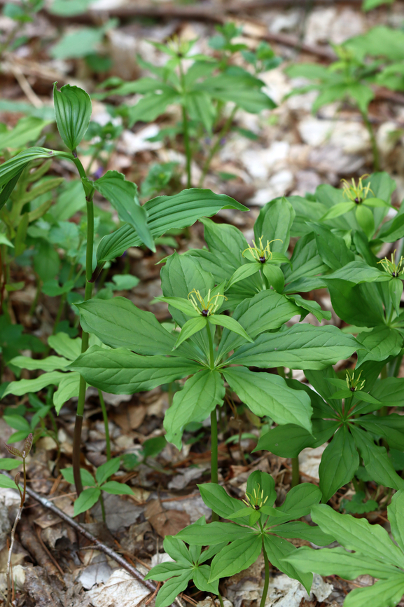 True Lover's Knot - Paris sp. This is an unusual and rare plant to be growing in upstate New York. I've been consulting experts and the species ID is uncertain so far. It might be Paris verticillata, but Paris quadrifolia is also possible. It might have initially been planted. Last year, I counted one plant, but yesterday, I noted at least 20 plants.<br />
<br />
Habitat: Mixed forest/bog edge; upstate New York<br />
<br />
<figure class="photo"><a href="https://www.jungledragon.com/image/134764/true_lovers_knot_-_paris_sp.html" title="True Lover's Knot - Paris sp."><img src="https://s3.amazonaws.com/media.jungledragon.com/images/3232/134764_thumb.jpg?AWSAccessKeyId=05GMT0V3GWVNE7GGM1R2&Expires=1759968010&Signature=%2F%2FBGznTsqTKBdzut7iTxUn1dyiY%3D" width="200" height="158" alt="True Lover's Knot - Paris sp. This is an unusual and rare plant to be growing in upstate New York. I've been consulting experts and the species ID is uncertain so far. It might be Paris verticillata, but Paris quadrifolia is also possible. It might have initially been planted. Last year, I counted one plant, but yesterday, I noted at least 20 plants.<br />
<br />
Habitat: Mixed forest/bog edge; upstate New York<br />
https://www.jungledragon.com/image/134764/true_lovers_knot_-_paris_sp.html<br />
https://www.jungledragon.com/image/134768/true_lovers_knot_-_paris_sp.html<br />
https://www.jungledragon.com/image/134767/true_lovers_knot_-_paris_sp.html<br />
https://www.jungledragon.com/image/134766/true_lovers_knot_-_paris_sp.html<br />
https://www.jungledragon.com/image/134765/true_lovers_knot_-_paris_sp.html<br />
<br />
<br />
Last year's observation:<br />
https://www.jungledragon.com/image/127248/paris_sp.html" /></a></figure><br />
<figure class="photo"><a href="https://www.jungledragon.com/image/134768/true_lovers_knot_-_paris_sp.html" title="True Lover's Knot - Paris sp."><img src="https://s3.amazonaws.com/media.jungledragon.com/images/3232/134768_thumb.jpg?AWSAccessKeyId=05GMT0V3GWVNE7GGM1R2&Expires=1759968010&Signature=cKPw7julv9Zch%2FXgHC0Lmep1Uuo%3D" width="200" height="134" alt="True Lover's Knot - Paris sp. This is an unusual and rare plant to be growing in upstate New York. I've been consulting experts and the species ID is uncertain so far. It might be Paris verticillata, but Paris quadrifolia is also possible. It might have initially been planted. Last year, I counted one plant, but yesterday, I noted at least 20 plants.<br />
<br />
Habitat: Mixed forest/bog edge; upstate New York<br />
<br />
https://www.jungledragon.com/image/134764/true_lovers_knot_-_paris_sp.html<br />
https://www.jungledragon.com/image/134768/true_lovers_knot_-_paris_sp.html<br />
https://www.jungledragon.com/image/134767/true_lovers_knot_-_paris_sp.html<br />
https://www.jungledragon.com/image/134766/true_lovers_knot_-_paris_sp.html<br />
https://www.jungledragon.com/image/134765/true_lovers_knot_-_paris_sp.html<br />
<br />
Last year's observation:<br />
https://www.jungledragon.com/image/127248/paris_sp.html Paris,melanthiaceae,parideae,true lover's knot" /></a></figure><br />
<figure class="photo"><a href="https://www.jungledragon.com/image/134767/true_lovers_knot_-_paris_sp.html" title="True Lover's Knot - Paris sp."><img src="https://s3.amazonaws.com/media.jungledragon.com/images/3232/134767_thumb.jpg?AWSAccessKeyId=05GMT0V3GWVNE7GGM1R2&Expires=1759968010&Signature=4aW9WHlpQXKNU%2FyOJiBl8TRJQL4%3D" width="102" height="152" alt="True Lover's Knot - Paris sp. This is an unusual and rare plant to be growing in upstate New York. I've been consulting experts and the species ID is uncertain so far. It might be Paris verticillata, but Paris quadrifolia is also possible. It might have initially been planted. Last year, I counted one plant, but yesterday, I noted at least 20 plants.<br />
<br />
Habitat: Mixed forest/bog edge; upstate New York<br />
<br />
https://www.jungledragon.com/image/134764/true_lovers_knot_-_paris_sp.html<br />
https://www.jungledragon.com/image/134768/true_lovers_knot_-_paris_sp.html<br />
https://www.jungledragon.com/image/134767/true_lovers_knot_-_paris_sp.html<br />
https://www.jungledragon.com/image/134766/true_lovers_knot_-_paris_sp.html<br />
https://www.jungledragon.com/image/134765/true_lovers_knot_-_paris_sp.html<br />
<br />
Last year's observation:<br />
https://www.jungledragon.com/image/127248/paris_sp.html" /></a></figure><br />
<figure class="photo"><a href="https://www.jungledragon.com/image/134766/true_lovers_knot_-_paris_sp.html" title="True Lover's Knot - Paris sp."><img src="https://s3.amazonaws.com/media.jungledragon.com/images/3232/134766_thumb.jpg?AWSAccessKeyId=05GMT0V3GWVNE7GGM1R2&Expires=1759968010&Signature=ieh6RR01DCEcbKlhVOL0LlmyCPg%3D" width="112" height="152" alt="True Lover's Knot - Paris sp. This is an unusual and rare plant to be growing in upstate New York. I've been consulting experts and the species ID is uncertain so far. It might be Paris verticillata, but Paris quadrifolia is also possible. It might have initially been planted. Last year, I counted one plant, but yesterday, I noted at least 20 plants.<br />
<br />
Habitat: Mixed forest/bog edge; upstate New York<br />
<br />
https://www.jungledragon.com/image/134764/true_lovers_knot_-_paris_sp.html<br />
https://www.jungledragon.com/image/134768/true_lovers_knot_-_paris_sp.html<br />
https://www.jungledragon.com/image/134767/true_lovers_knot_-_paris_sp.html<br />
https://www.jungledragon.com/image/134766/true_lovers_knot_-_paris_sp.html<br />
https://www.jungledragon.com/image/134765/true_lovers_knot_-_paris_sp.html<br />
<br />
Last year's observation:<br />
https://www.jungledragon.com/image/127248/paris_sp.html" /></a></figure><br />
<figure class="photo"><a href="https://www.jungledragon.com/image/134765/true_lovers_knot_-_paris_sp.html" title="True Lover's Knot - Paris sp."><img src="https://s3.amazonaws.com/media.jungledragon.com/images/3232/134765_thumb.jpg?AWSAccessKeyId=05GMT0V3GWVNE7GGM1R2&Expires=1759968010&Signature=Bn2lChSyloezzQMSKhUZ3xbL24E%3D" width="200" height="160" alt="True Lover's Knot - Paris sp. This is an unusual and rare plant to be growing in upstate New York. I've been consulting experts and the species ID is uncertain so far. It might be Paris verticillata, but Paris quadrifolia is also possible. It might have initially been planted. Last year, I counted one plant, but yesterday, I noted at least 20 plants.<br />
<br />
Habitat: Mixed forest/bog edge; upstate New York<br />
<br />
https://www.jungledragon.com/image/134764/true_lovers_knot_-_paris_sp.html<br />
https://www.jungledragon.com/image/134768/true_lovers_knot_-_paris_sp.html<br />
https://www.jungledragon.com/image/134767/true_lovers_knot_-_paris_sp.html<br />
https://www.jungledragon.com/image/134766/true_lovers_knot_-_paris_sp.html<br />
https://www.jungledragon.com/image/134765/true_lovers_knot_-_paris_sp.html<br />
<br />
Last year's observation:<br />
https://www.jungledragon.com/image/127248/paris_sp.html" /></a></figure><br />
<br />
Last year's observation:<br />
<figure class="photo"><a href="https://www.jungledragon.com/image/127248/paris_sp.html" title="Paris sp."><img src="https://s3.amazonaws.com/media.jungledragon.com/images/3232/127248_thumb.jpg?AWSAccessKeyId=05GMT0V3GWVNE7GGM1R2&Expires=1759968010&Signature=kd%2B1zqiAcPYWTfqB%2FcA8qmwVKcg%3D" width="200" height="148" alt="Paris sp. The ID for this observation is currently uncertain. It might be Paris verticillata, but Paris quadrifolia is also possible. Either would be very unusual to find in this area. I'm awaiting expert confirmation, which may have to wait until spring. In the meantime, I am changing the location to just reflect the state (New York) at the urging of some experts because this is a rare plant.<br />
<br />
<br />
Habitat: Forest/wetland<br />
https://www.jungledragon.com/image/127249/true_lovers_knot_-_paris_quadrifolia.html<br />
<br />
Observation from May 2022:<br />
https://www.jungledragon.com/image/134765/true_lovers_knot_-_paris_sp.html Geotagged,Paris,Paris quadrifolia,Spring,True lover's knot,United States,herb-paris" /></a></figure>