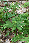 True Lover's Knot - Paris sp. This is an unusual and rare plant to be growing in upstate New York. I've been consulting experts and the species ID is uncertain so far. It might be Paris verticillata, but Paris quadrifolia is also possible. It might have initially been planted. Last year, I counted one plant, but yesterday, I noted at least 20 plants.<br />
<br />
Habitat: Mixed forest/bog edge; upstate New York<br />
<br />
https://www.jungledragon.com/image/134764/true_lovers_knot_-_paris_sp.html<br />
https://www.jungledragon.com/image/134768/true_lovers_knot_-_paris_sp.html<br />
https://www.jungledragon.com/image/134767/true_lovers_knot_-_paris_sp.html<br />
https://www.jungledragon.com/image/134766/true_lovers_knot_-_paris_sp.html<br />
https://www.jungledragon.com/image/134765/true_lovers_knot_-_paris_sp.html<br />
<br />
Last year's observation:<br />
https://www.jungledragon.com/image/127248/paris_sp.html