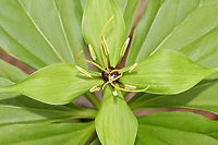 True Lover's Knot - Paris sp. This is an unusual and rare plant to be growing in upstate New York. I've been consulting experts and the species ID is uncertain so far. It might be Paris verticillata, but Paris quadrifolia is also possible. It might have initially been planted. Last year, I counted one plant, but yesterday, I noted at least 20 plants.<br />
<br />
Habitat: Mixed forest/bog edge; upstate New York<br />
<br />
https://www.jungledragon.com/image/134764/true_lovers_knot_-_paris_sp.html<br />
https://www.jungledragon.com/image/134768/true_lovers_knot_-_paris_sp.html<br />
https://www.jungledragon.com/image/134767/true_lovers_knot_-_paris_sp.html<br />
https://www.jungledragon.com/image/134766/true_lovers_knot_-_paris_sp.html<br />
https://www.jungledragon.com/image/134765/true_lovers_knot_-_paris_sp.html<br />
<br />
Last year's observation:<br />
https://www.jungledragon.com/image/127248/paris_sp.html Paris,melanthiaceae,parideae,true lover's knot