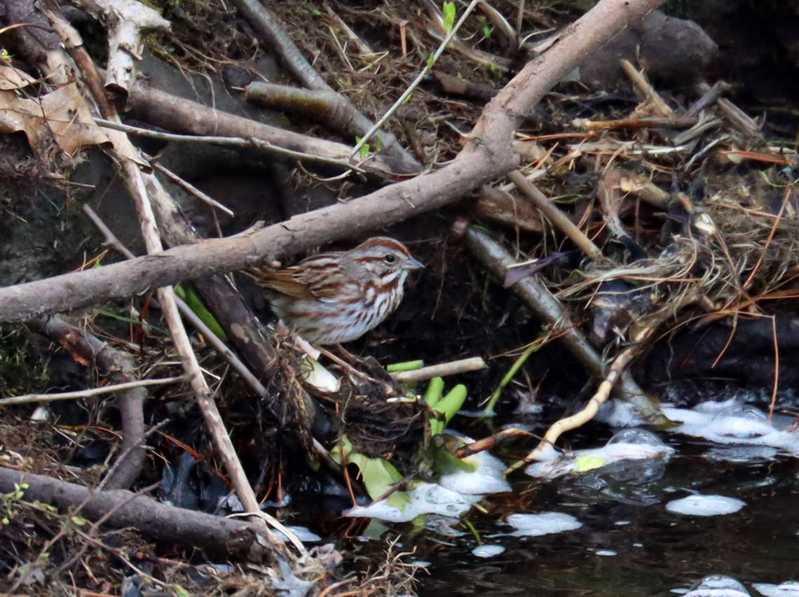 Song Sparrow - Melospiza melodia Habitat: Wetland<br />
<figure class="photo"><a href="https://www.jungledragon.com/image/134839/song_sparrow_-_melospiza_melodia.html" title="Song Sparrow - Melospiza melodia"><img src="https://s3.amazonaws.com/media.jungledragon.com/images/3232/134839_thumb.jpg?AWSAccessKeyId=05GMT0V3GWVNE7GGM1R2&Expires=1759968010&Signature=AbcKpi%2BLX9%2Fg9HrxCAaI%2FJN5hsc%3D" width="200" height="134" alt="Song Sparrow - Melospiza melodia Spot the sparrow.<br />
<br />
Habitat: Wetland<br />
https://www.jungledragon.com/image/134838/song_sparrow_-_melospiza_melodia.html Geotagged,Melospiza melodia,Song Sparrow,Spring,United States" /></a></figure> Geotagged,Melospiza,Melospiza melodia,Song Sparrow,Spring,United States,sparrow