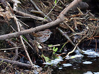 Song Sparrow - Melospiza melodia Habitat: Wetland<br />
https://www.jungledragon.com/image/134839/song_sparrow_-_melospiza_melodia.html Geotagged,Melospiza,Melospiza melodia,Song Sparrow,Spring,United States,sparrow