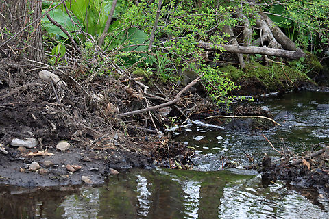 Song Sparrow - Melospiza melodia Spot the sparrow.

Habitat: Wetland
https://www.jungledragon.com/image/134838/song_sparrow_-_melospiza_melodia.html Geotagged,Melospiza melodia,Song Sparrow,Spring,United States