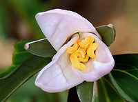Bashful Wakerobin - Trillium catesbaei Trillium catesbaei is a southern species that generally doesn't grow wild north of North Carolina, so this is an rare/unusual spotting. <br />
<br />
I first spotted these two plants in May 2021 and went back to check on them a couple days ago. Only one plant is blooming. One plant is small and tattered. The larger plant has a bud that was partially open and tattered leaves. No other plants were observed in the area.<br />
<br />
Habitat: Deciduous forest<br />
https://www.jungledragon.com/image/134840/bashful_wakerobin_-_trillium_catesbaei.html<br />
https://www.jungledragon.com/image/134843/bashful_wakerobin_-_trillium_catesbaei.html<br />
https://www.jungledragon.com/image/134842/bashful_wakerobin_-_trillium_catesbaei.html<br />
https://www.jungledragon.com/image/134841/bashful_wakerobin_-_trillium_catesbaei.html<br />
<br />
Observation from May 2021:<br />
https://www.jungledragon.com/image/115111/bashful_wakerobin_-_trillium_catesbaei.html Bashful wakerobin,Geotagged,Spring,Trillium catesbaei,United States,trillium,wakerobin